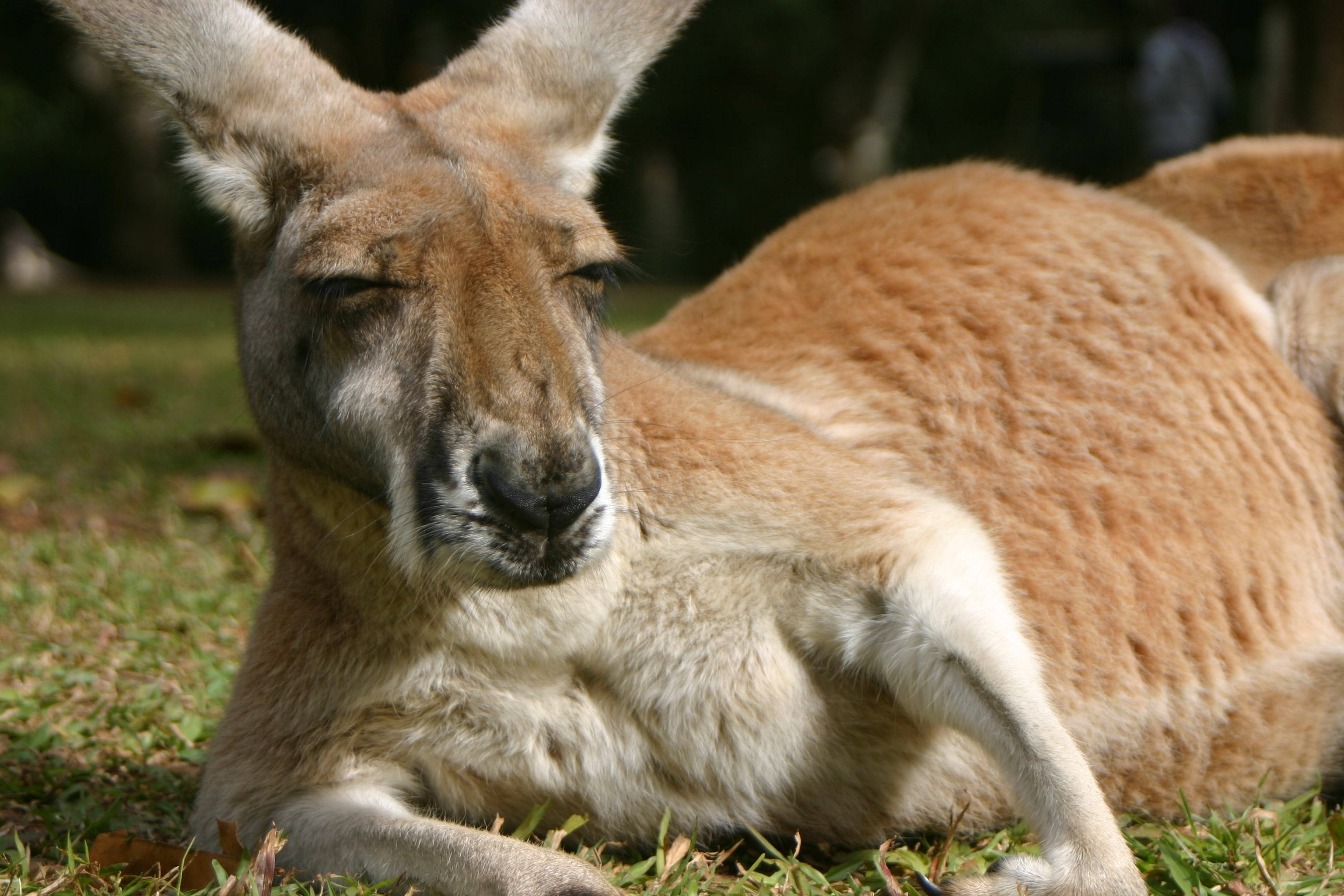 Drowsy Kangaroo, kangaroo, grass, 2K Desktop Wallpaper