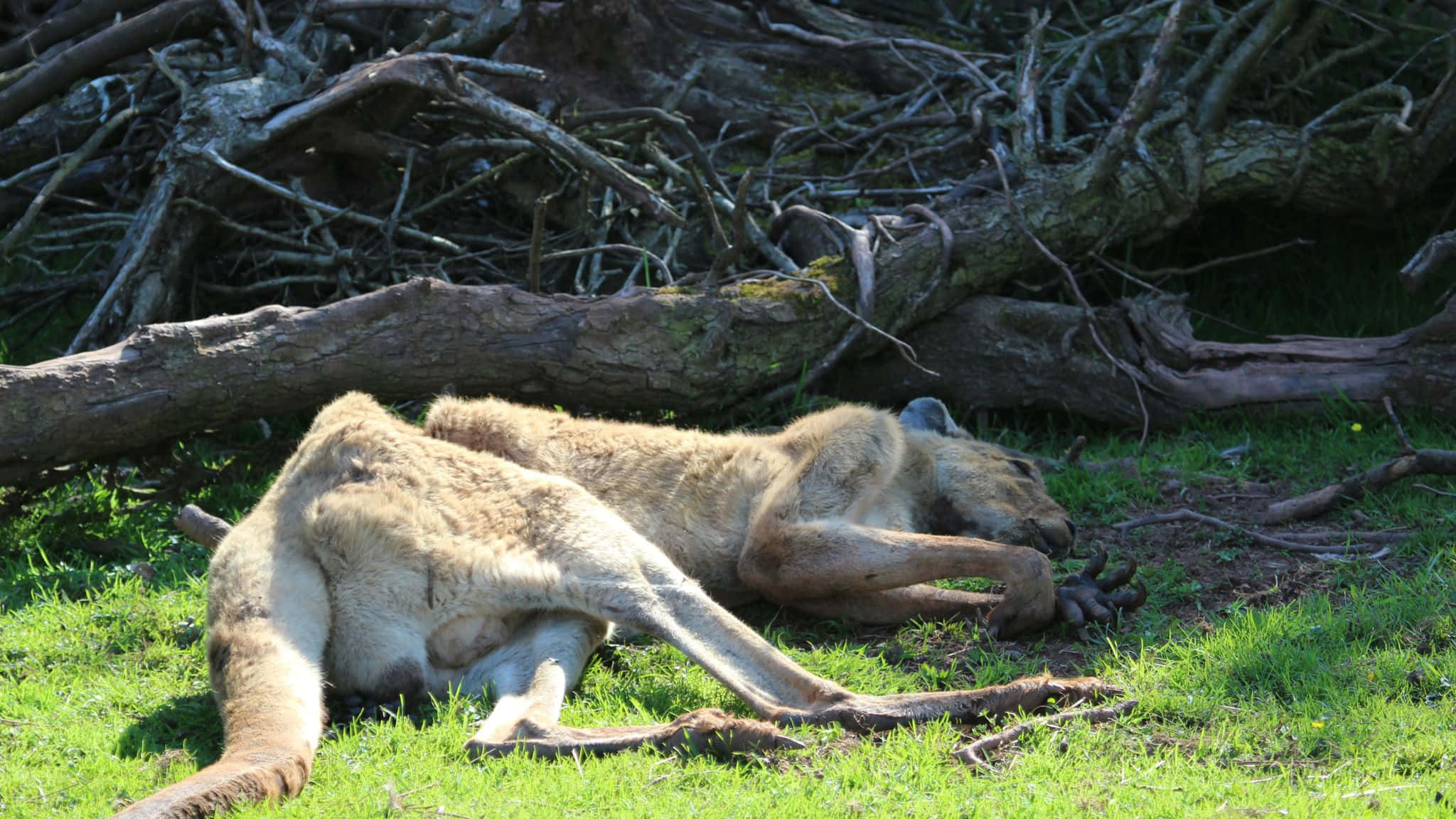 emaciated kangaroo, vibrant green grass, tangled tree roots, Full HD Desktop Wallpaper