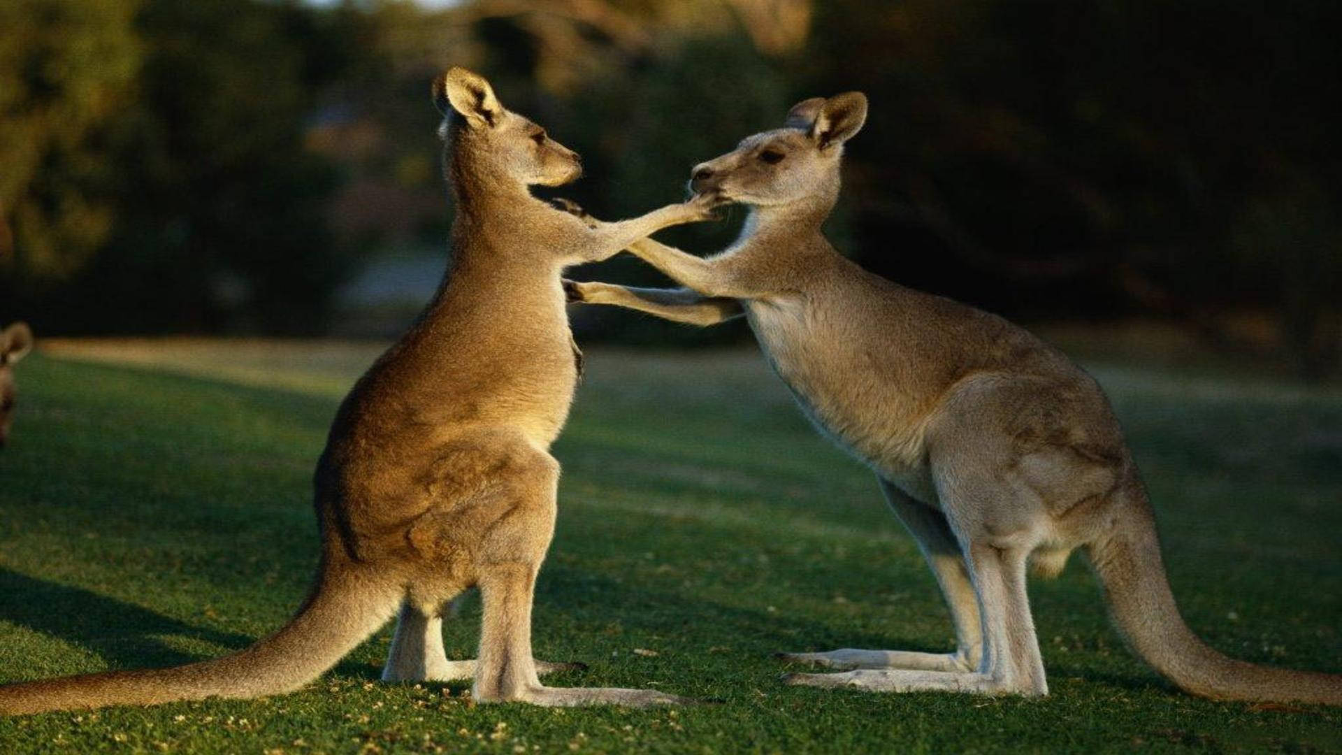 kangaroo, grass, golden sunlight, Full HD Desktop Wallpaper
