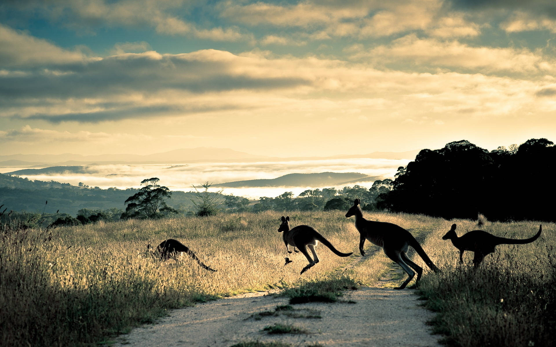 kangaroos, dirt path, dawn, Full HD Desktop Wallpaper
