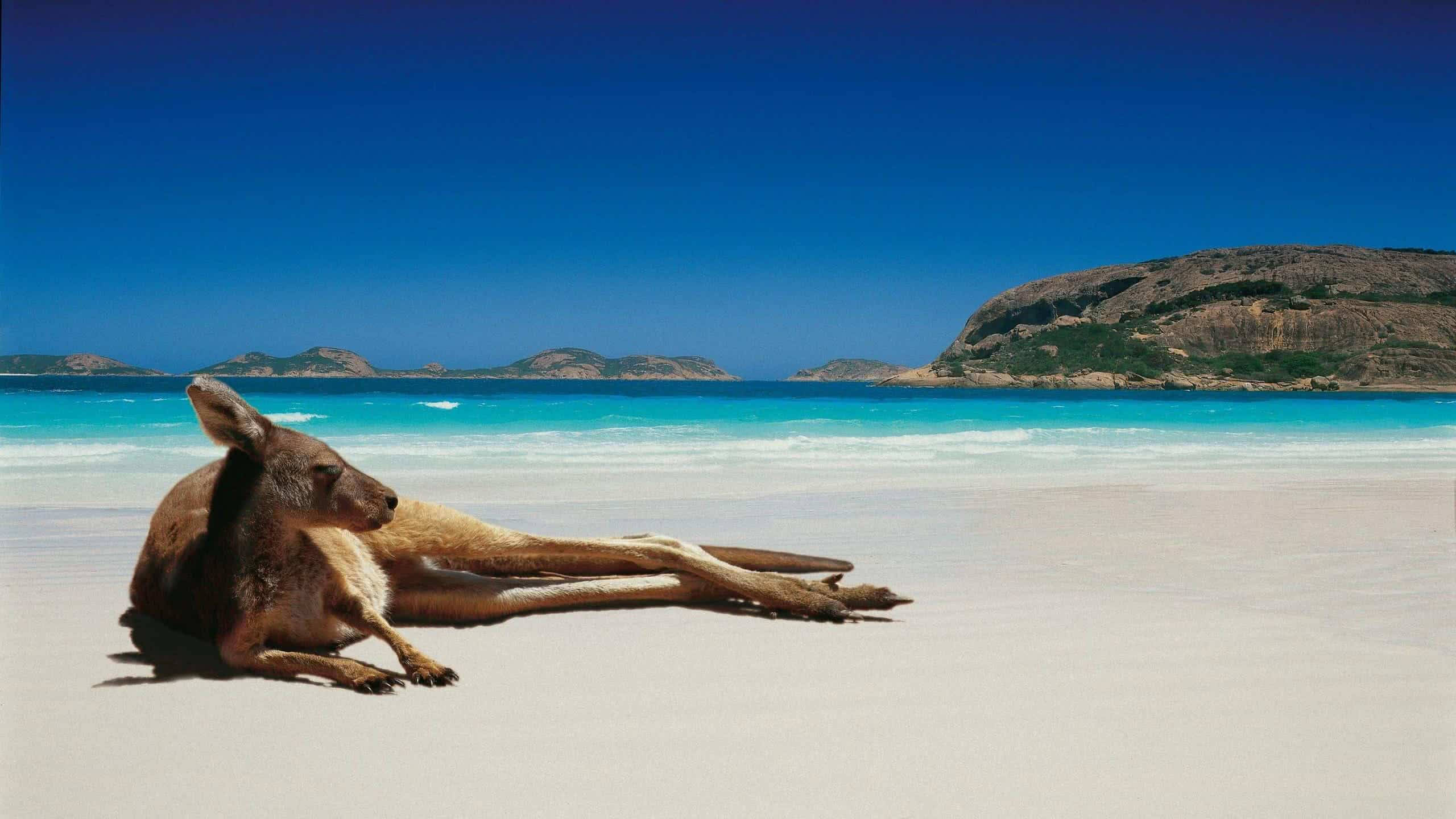 male kangaroo, pristine white sand, turquoise waters, 2K Desktop Wallpaper