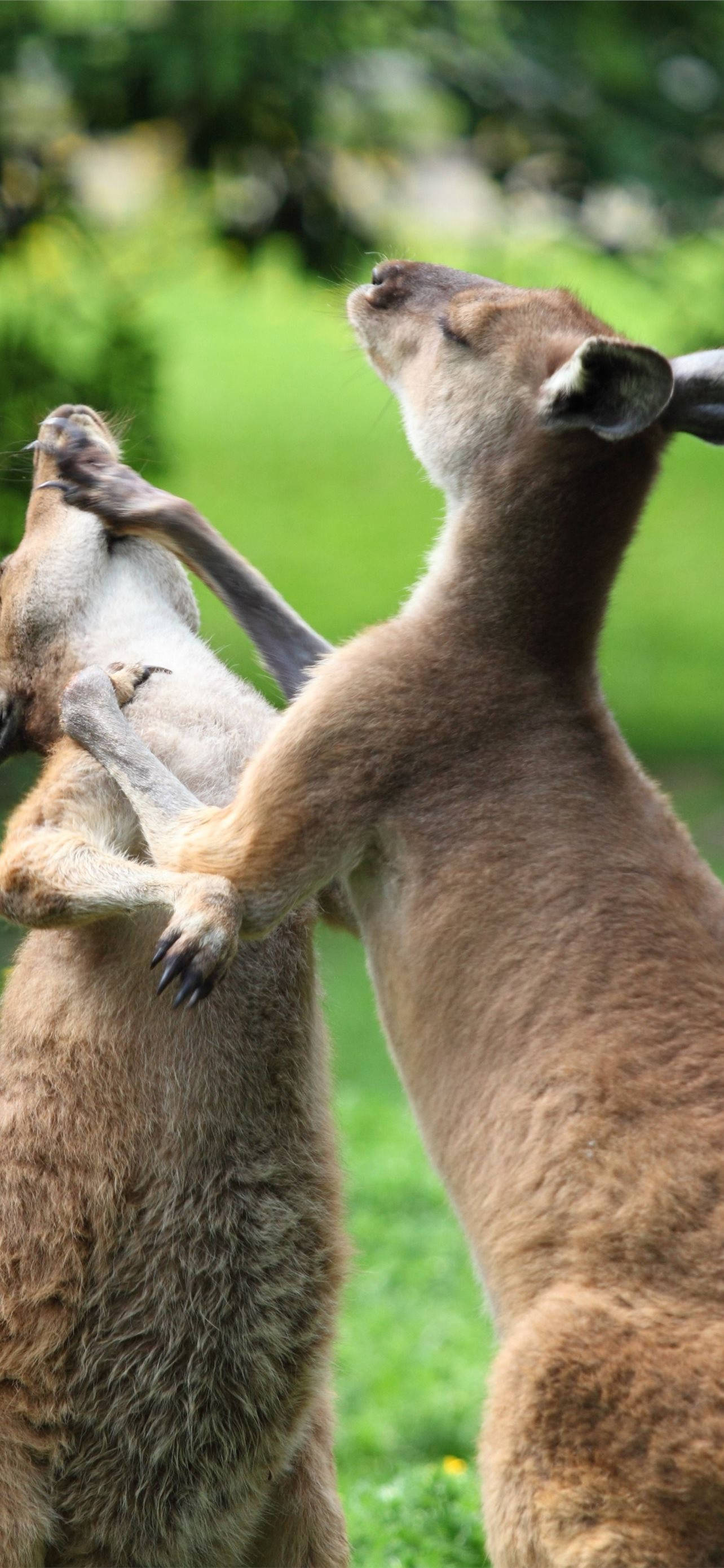 kangaroos, boxing match, lush green field, 2K Phone Wallpaper