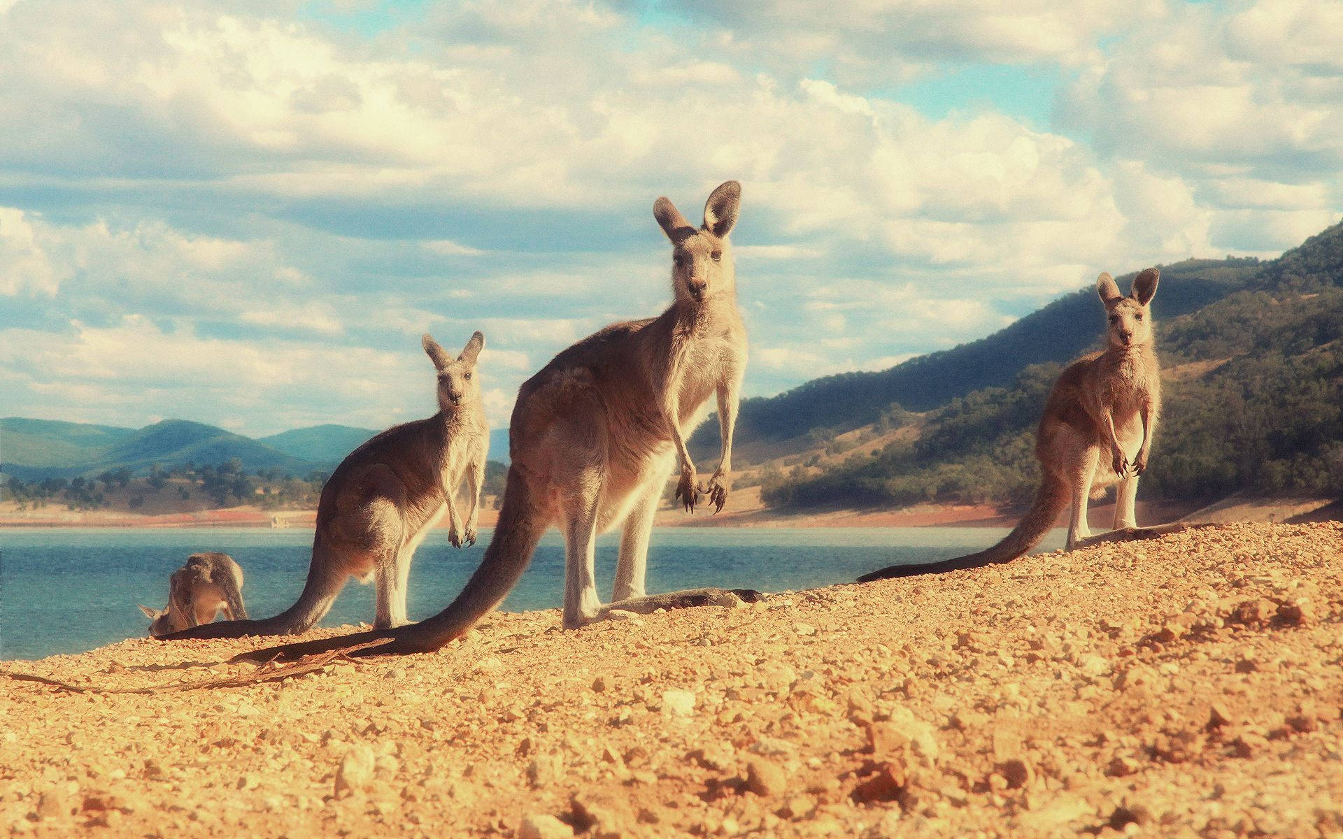 kangaroos, rocky shore, calm blue lake, Full HD Desktop Wallpaper