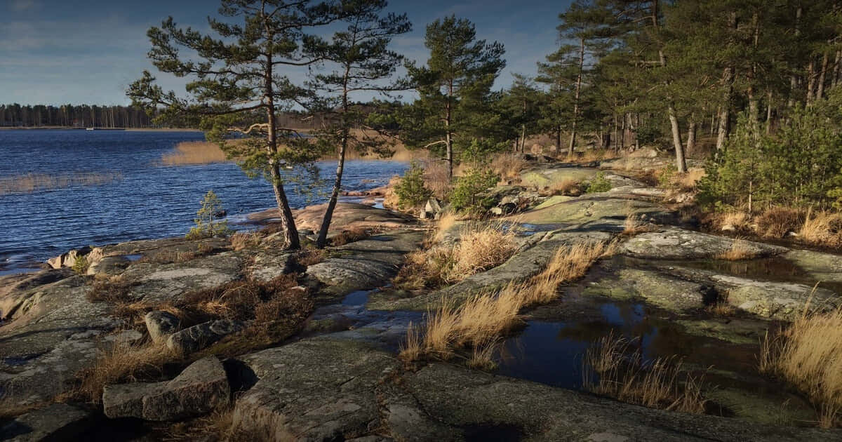 Karlstad Sweden, lakeside nature scenery, sunlit pine trees, SD Desktop Wallpaper