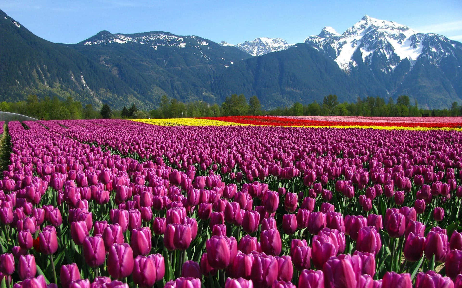 Kashmir, tulip garden, snowy mountains, Full HD Desktop Wallpaper