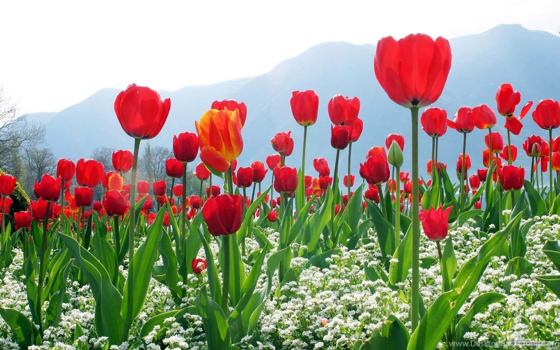 Kashmir, tulip garden, spring bloom, Full HD Desktop Wallpaper