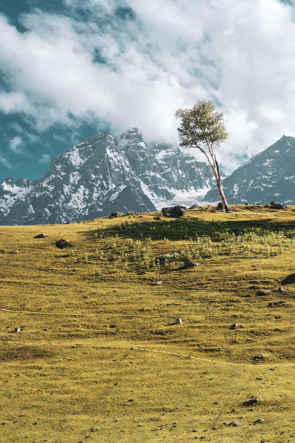 Kashmir, meadow, snowy mountains, HD Phone Wallpaper