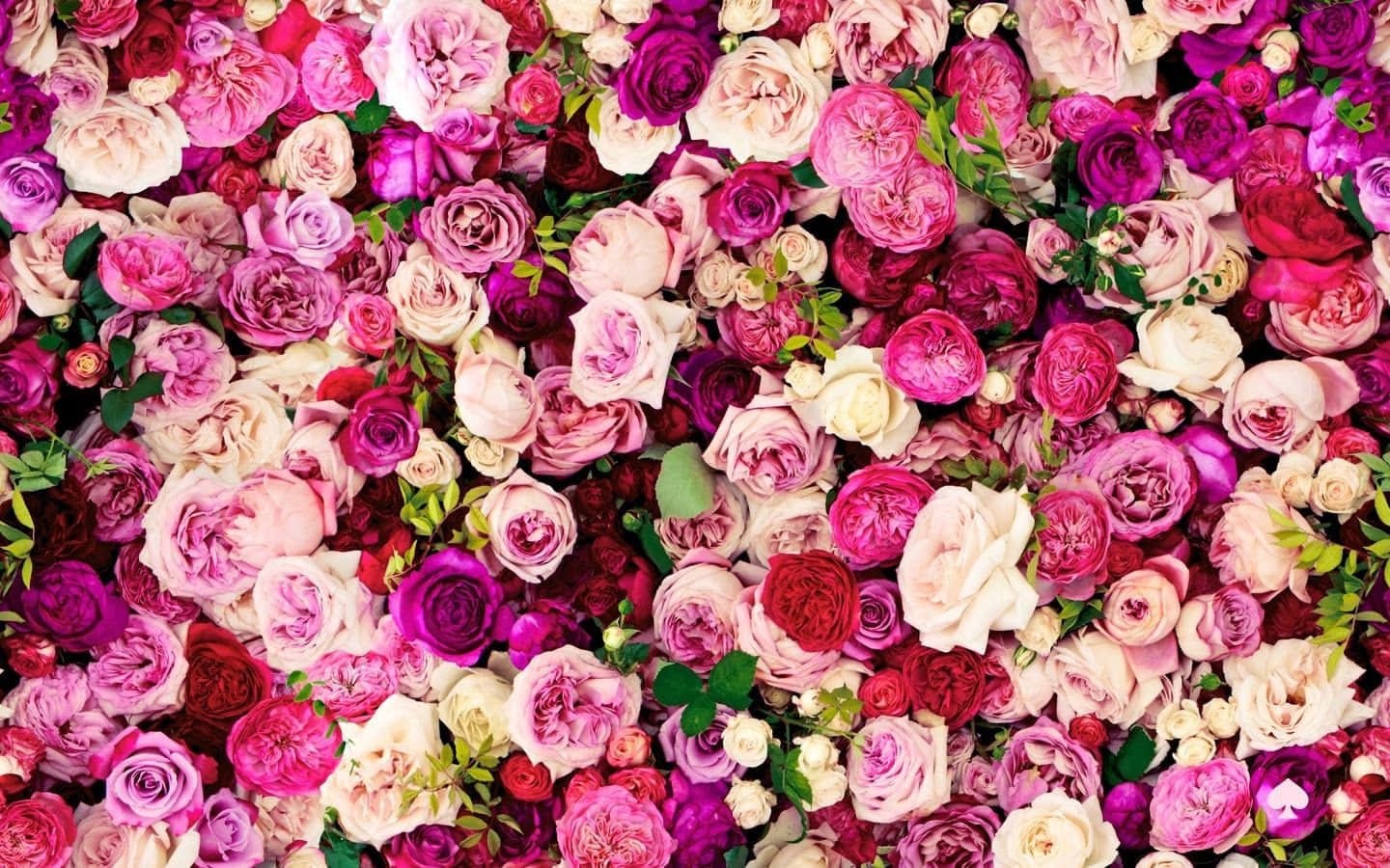 Kate Spade, Desktop Blooming Roses, vibrant pink red, HD Desktop Wallpaper