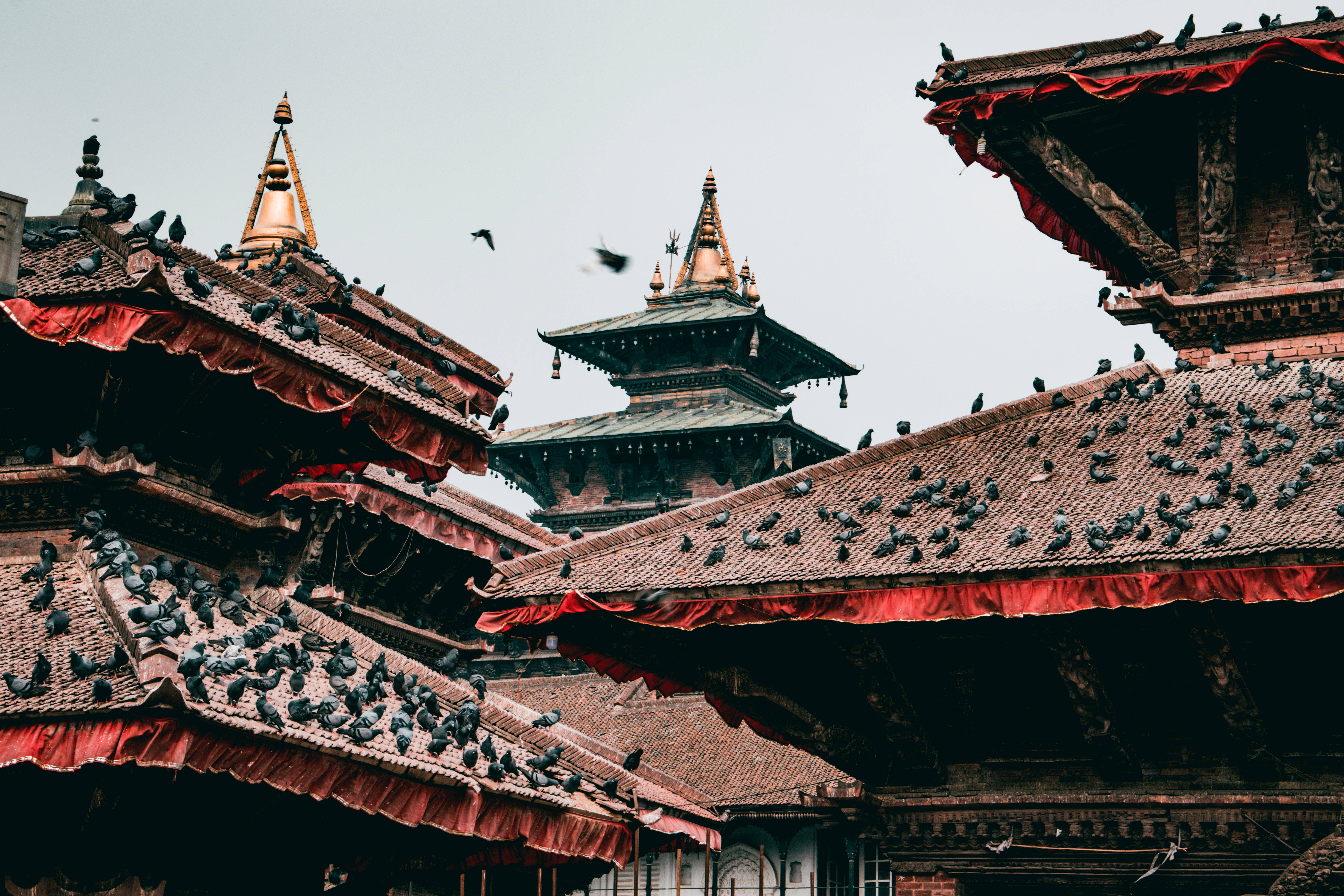 Kathmandu, pigeons, ornate tiered roofs, 5K Desktop Wallpaper