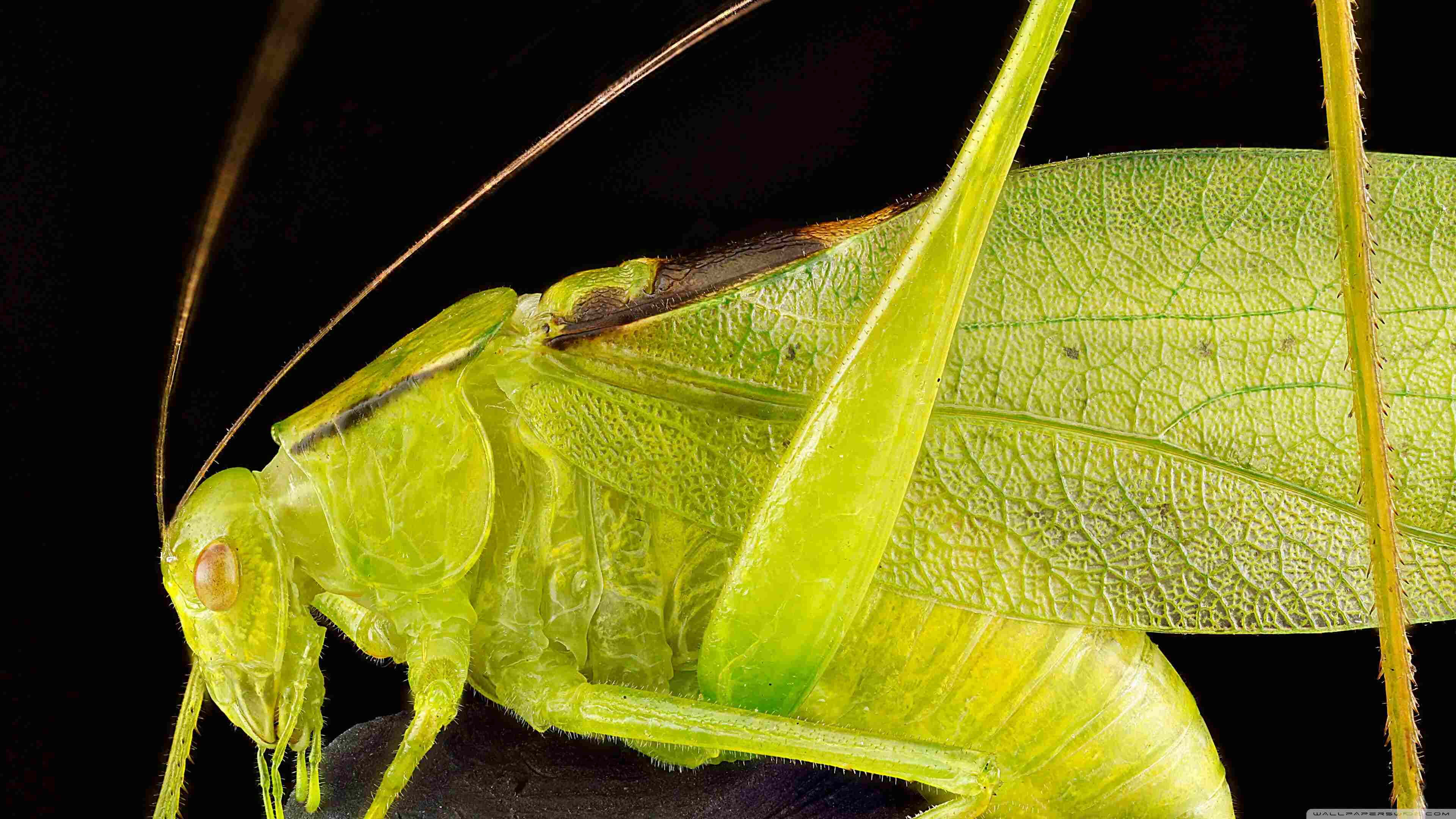 green katydid, translucent wings, long antennae, 4K Desktop Wallpaper