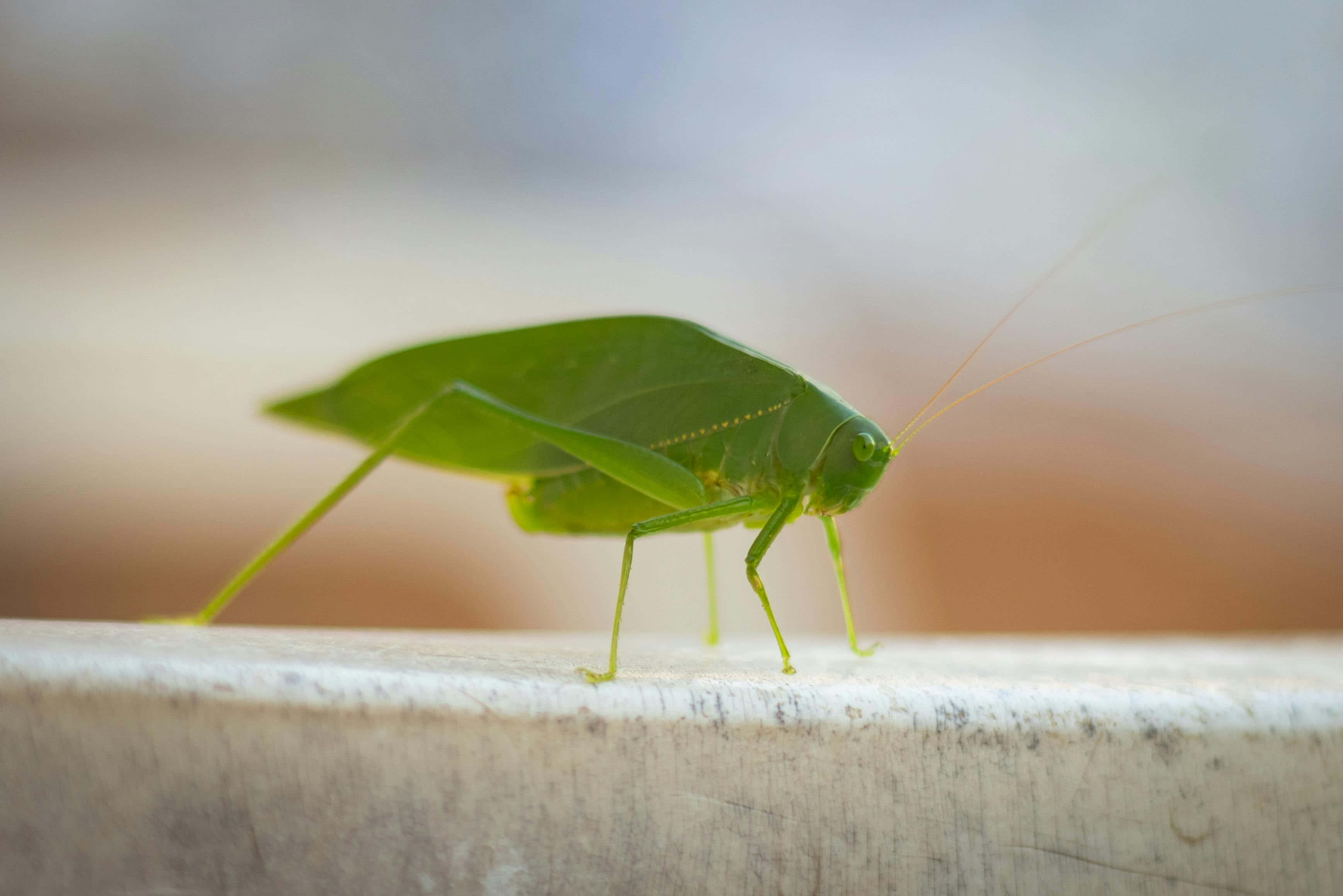 Green Katydid, leaf insect, vibrant green, 2K Desktop Wallpaper