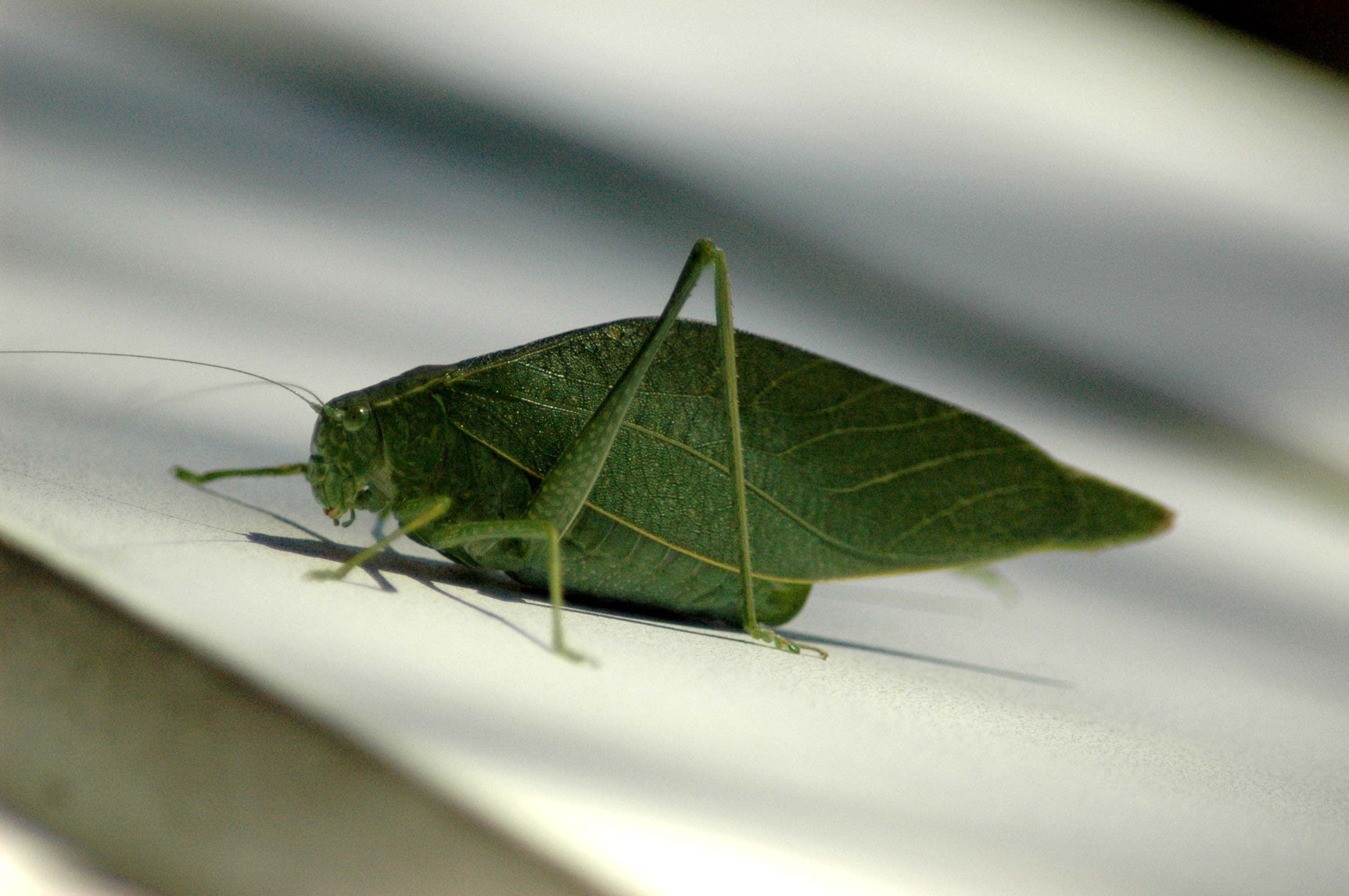 green katydid, vibrant green leaf insect, sunlit white surface, 2K Desktop Wallpaper