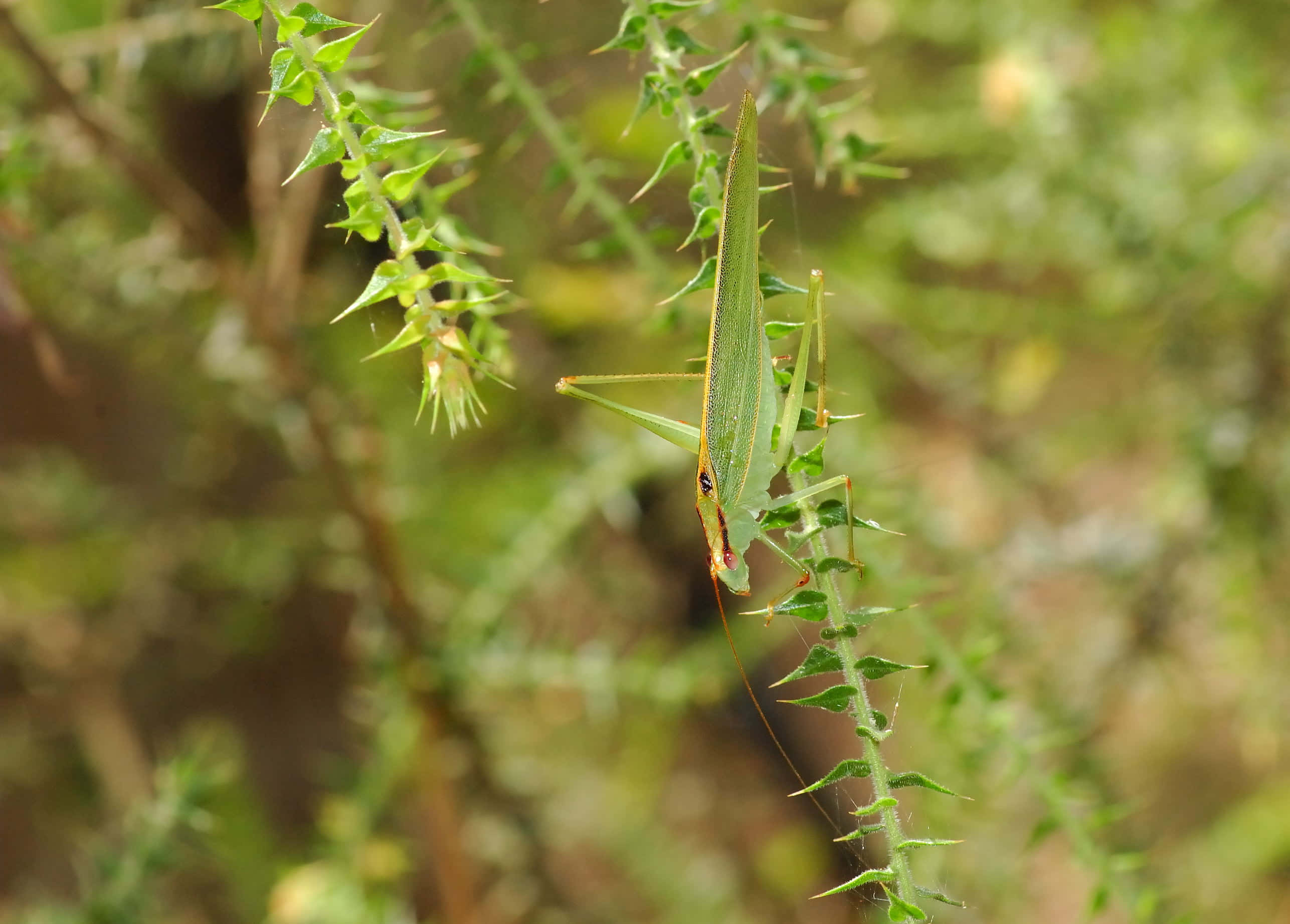 green katydid, spiky leafy branch, sunlit natural setting, 2K Desktop Wallpaper
