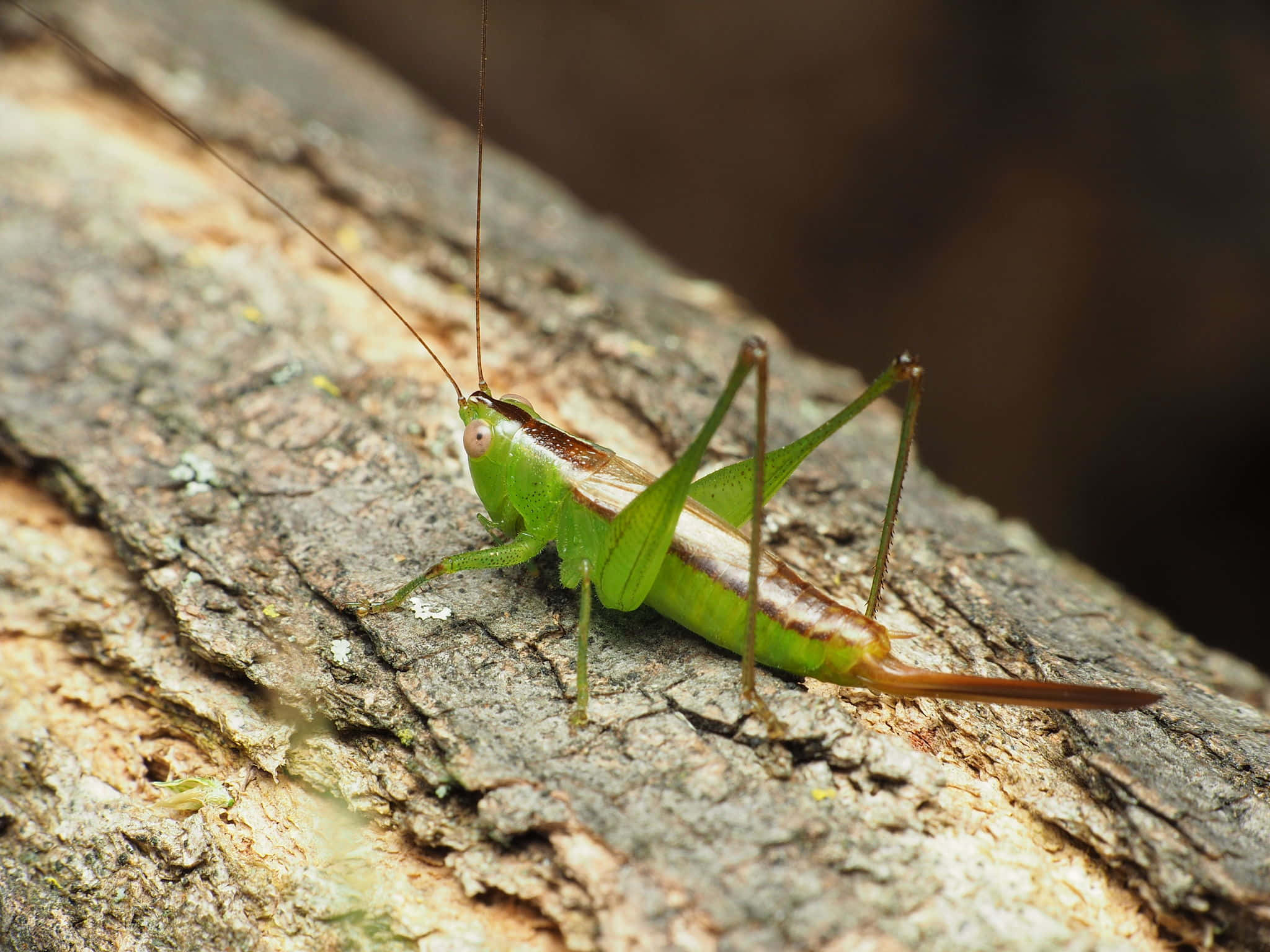 Green Katydid, tree bark, rough textured bark, Full HD Desktop Wallpaper