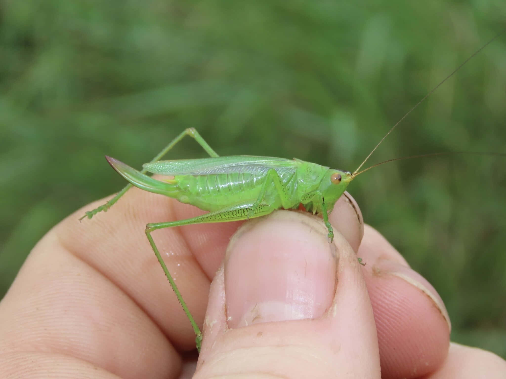 Green Katydid, human hand, fingertip, Full HD Desktop Wallpaper