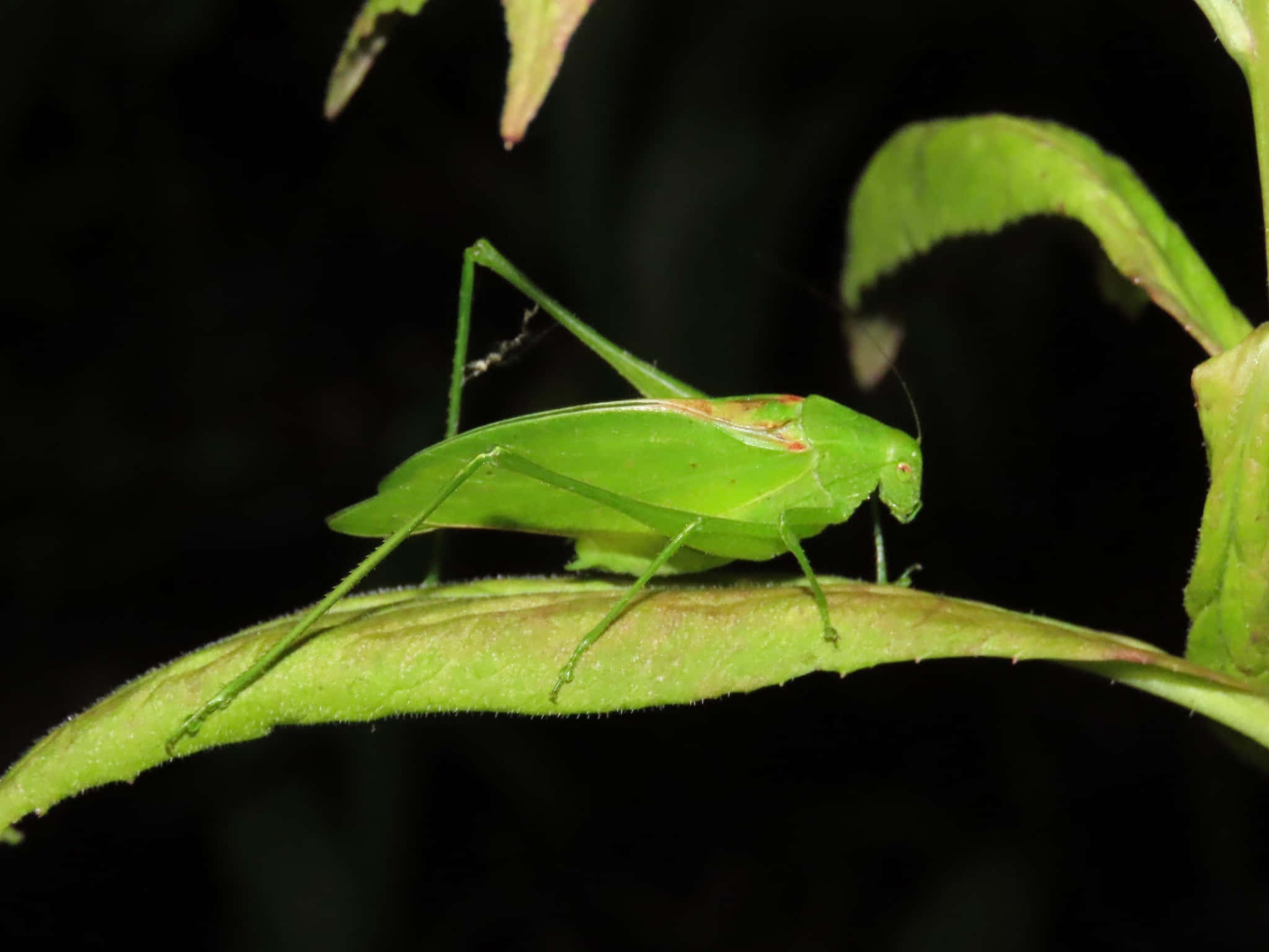 green katydid, glossy leaf, dark forest backdrop, Full HD Desktop Wallpaper
