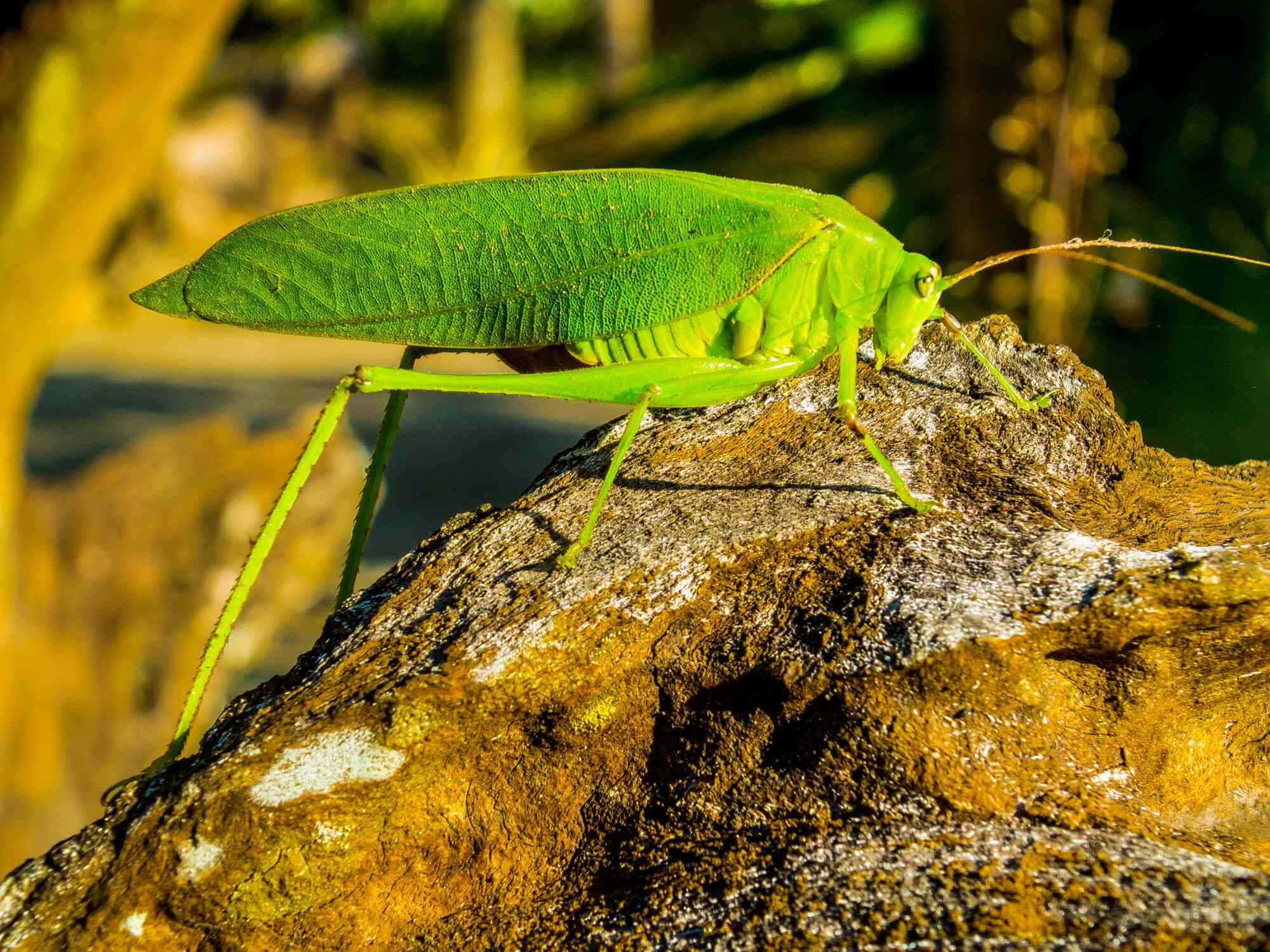 Green Katydid, tree stump, mossy rock, Full HD Desktop Wallpaper