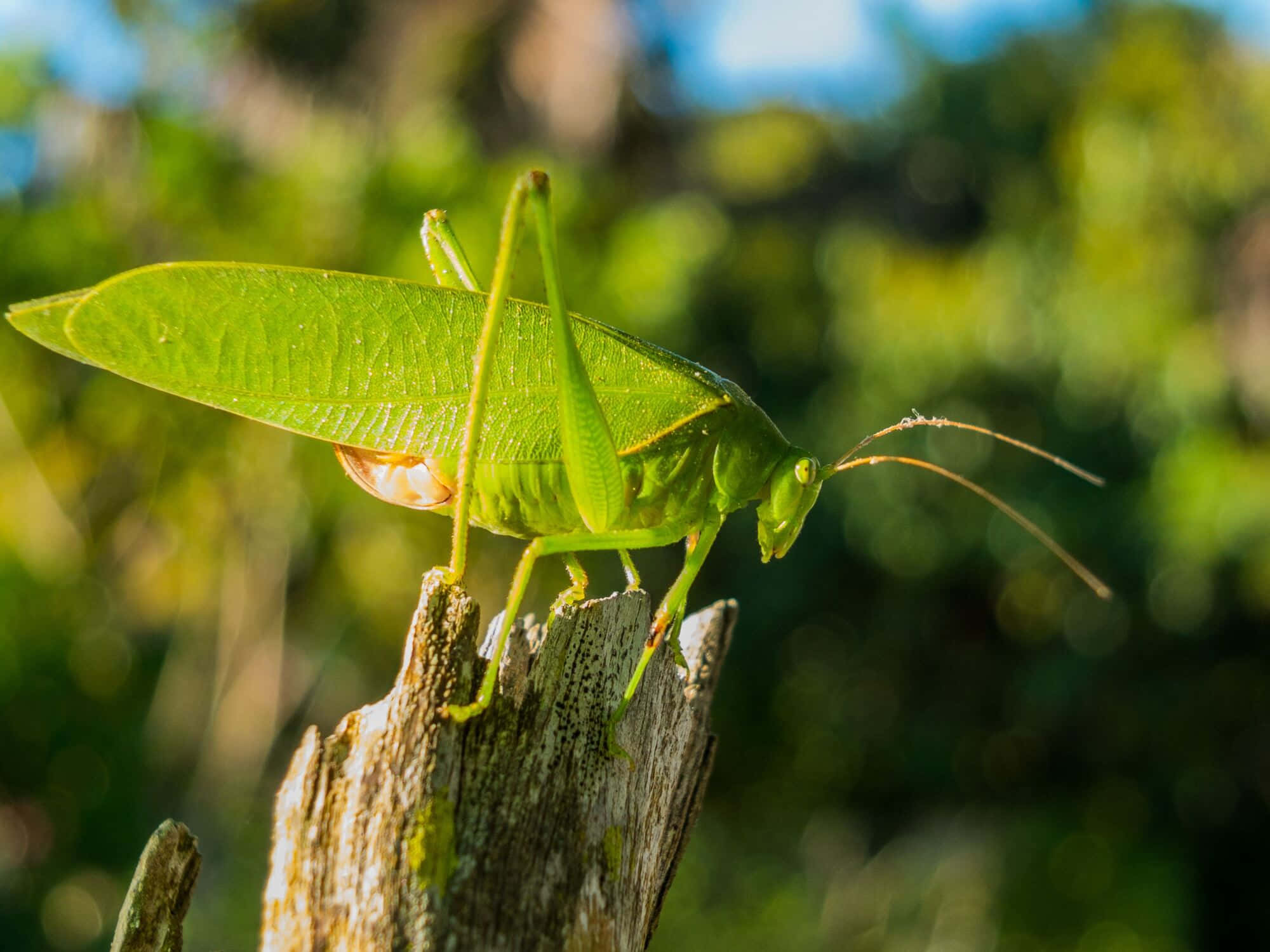 Green Katydid, tree stump, weathered wooden stump, Full HD Desktop Wallpaper