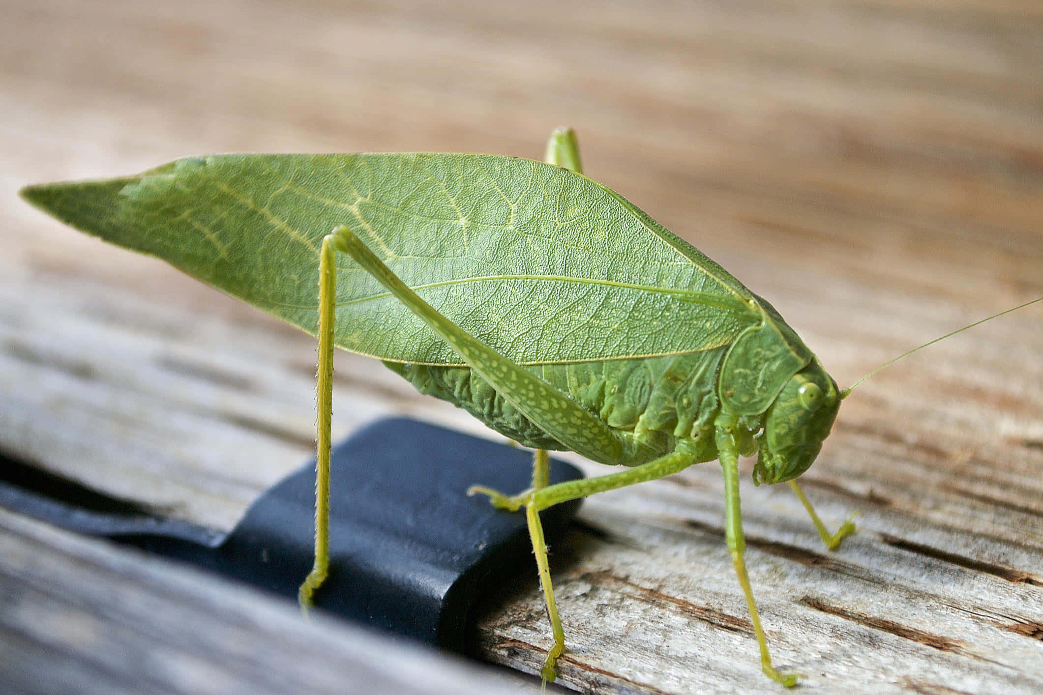 green katydid, leaf insect, weathered wood, Full HD Desktop Wallpaper