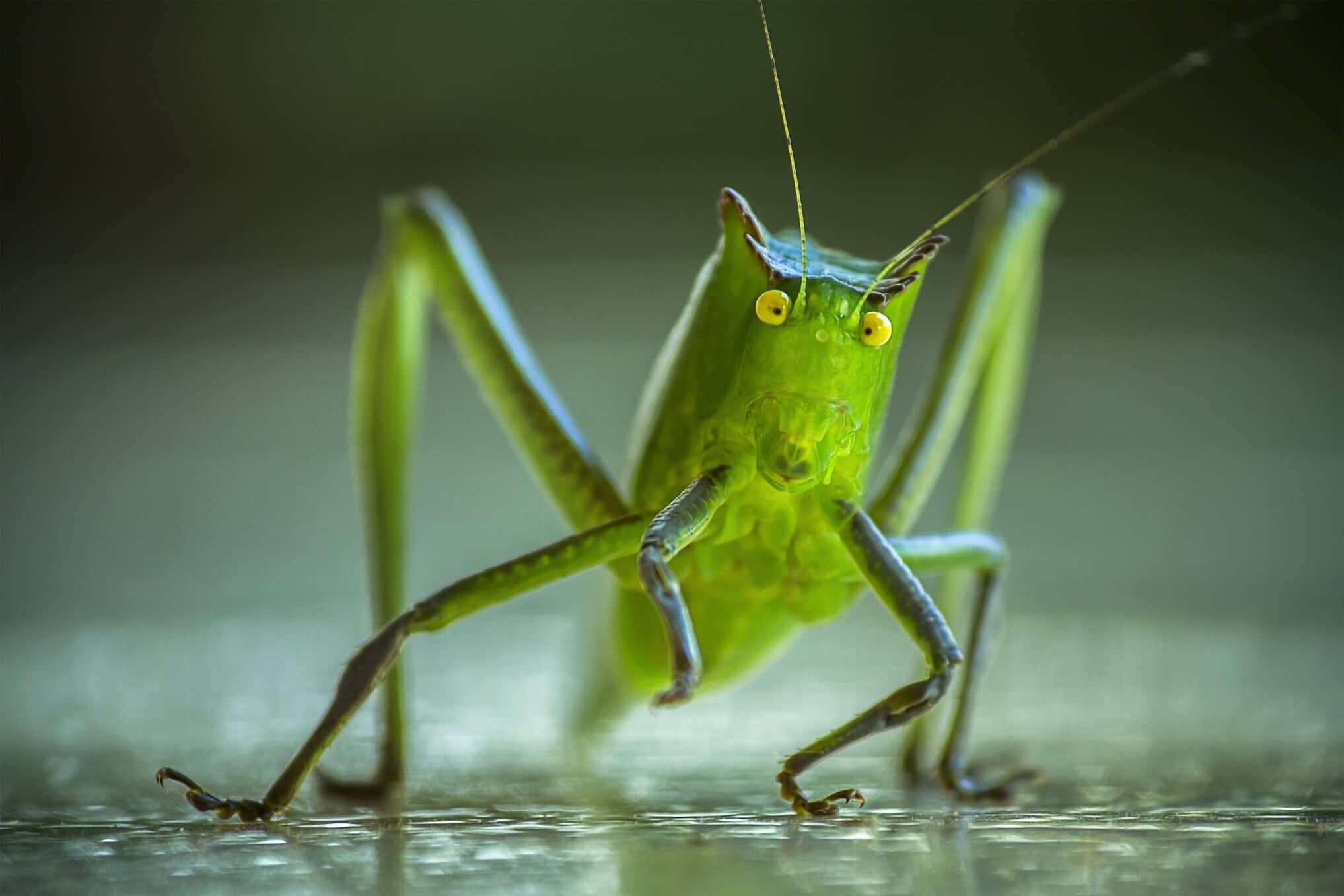 Katydid, vibrant green leaf insect, yellow eyes, Full HD Desktop Wallpaper