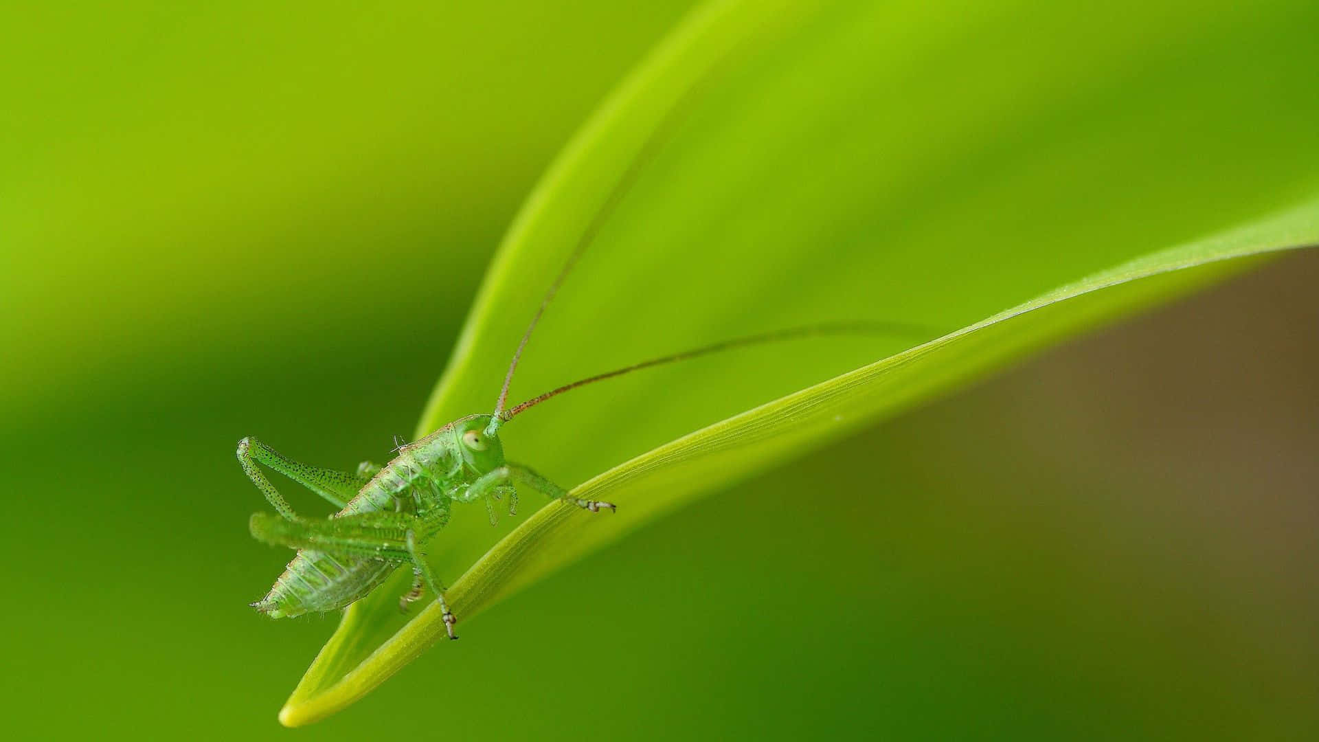 Green Katydid, leaf, curved leaf, Full HD Desktop Wallpaper