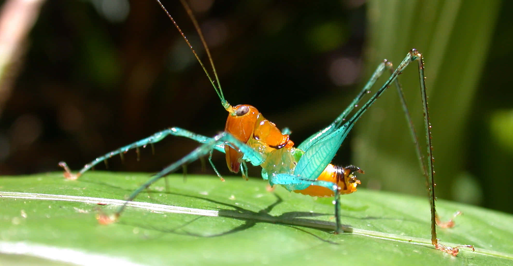 colorful katydid, turquoise, orange, Full HD Desktop Wallpaper