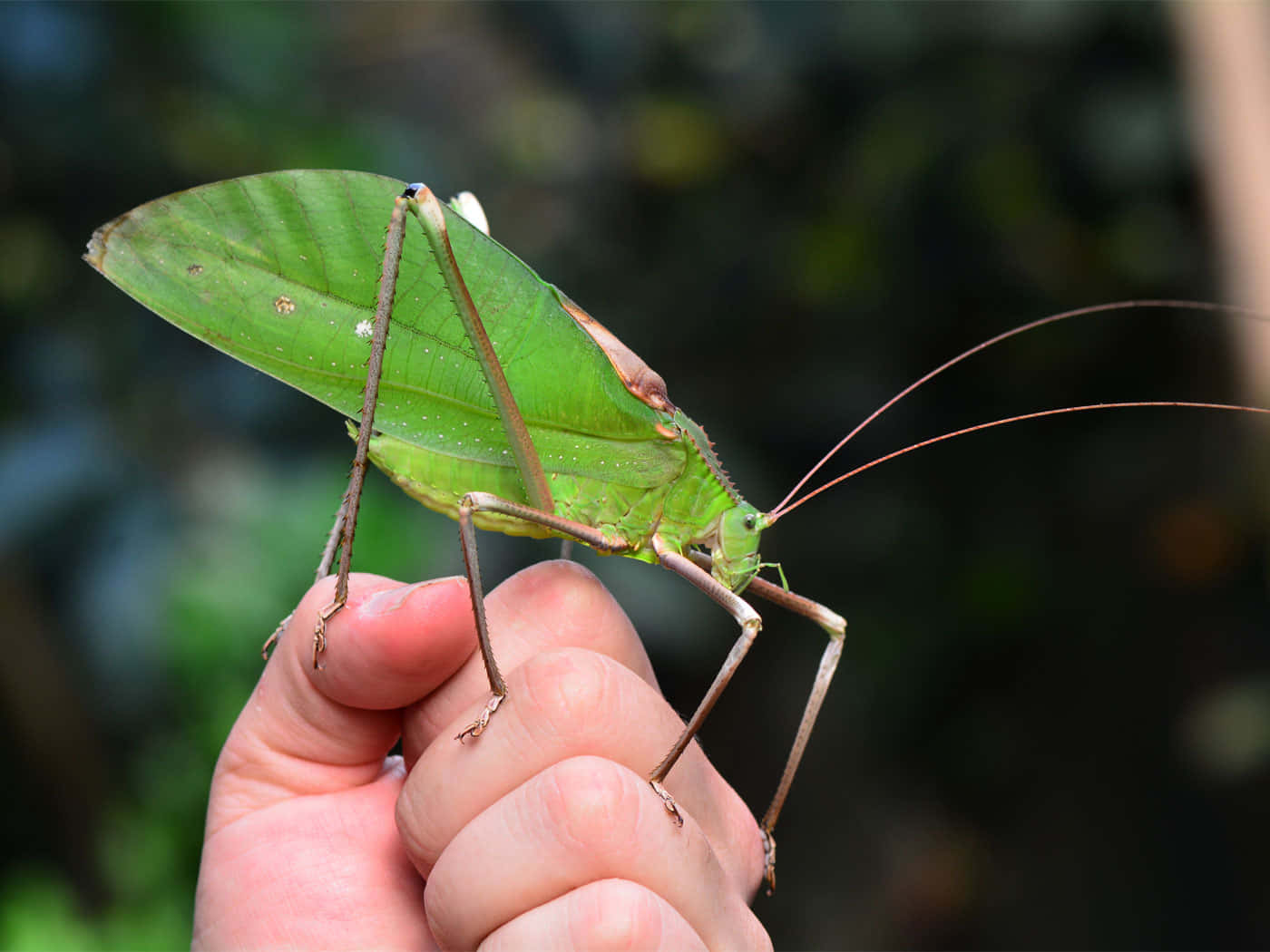 Green Katydid, human hand, blurred forest backdrop, HD Desktop Wallpaper