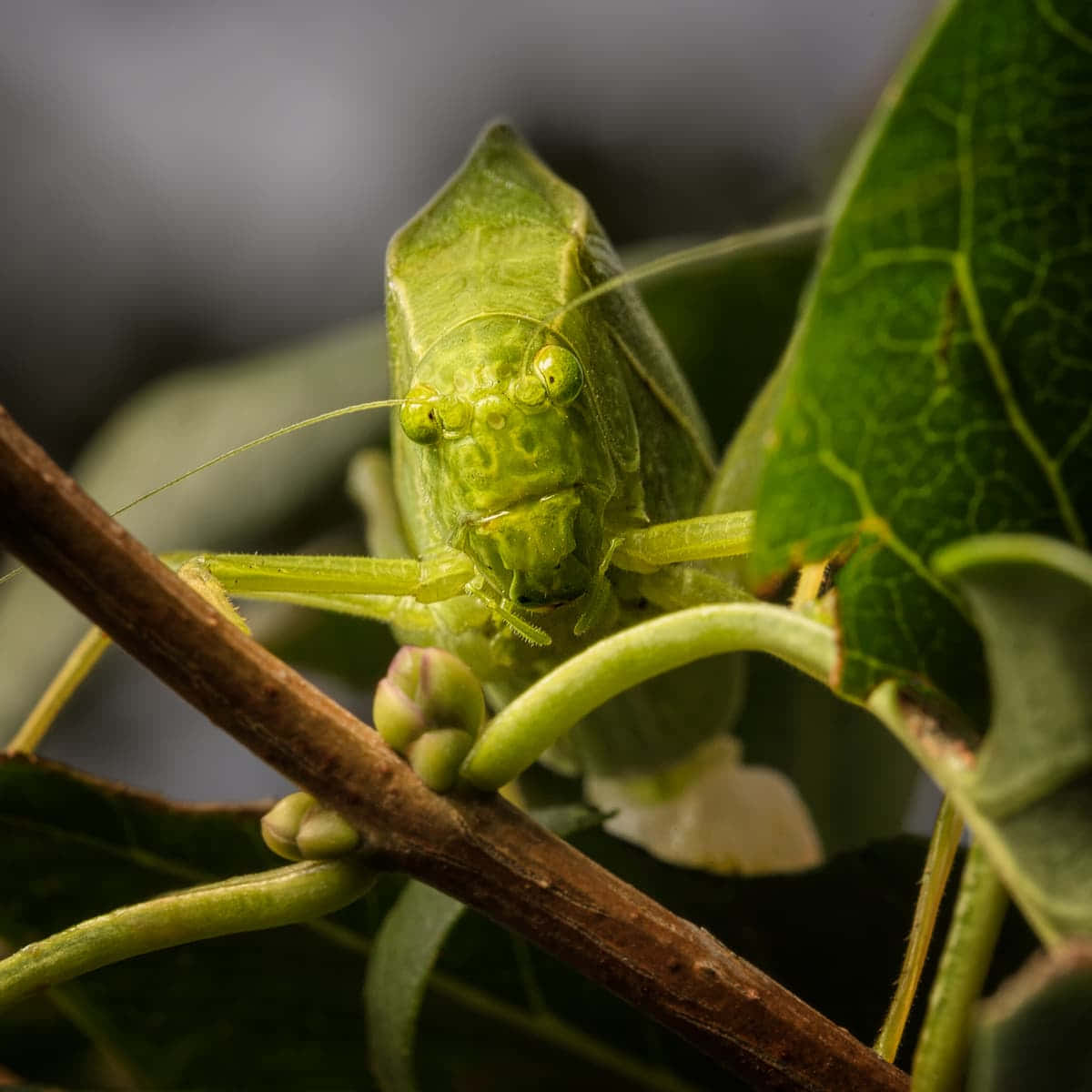 Green Katydid, camouflage, leaf-mimicking, SD Desktop Wallpaper