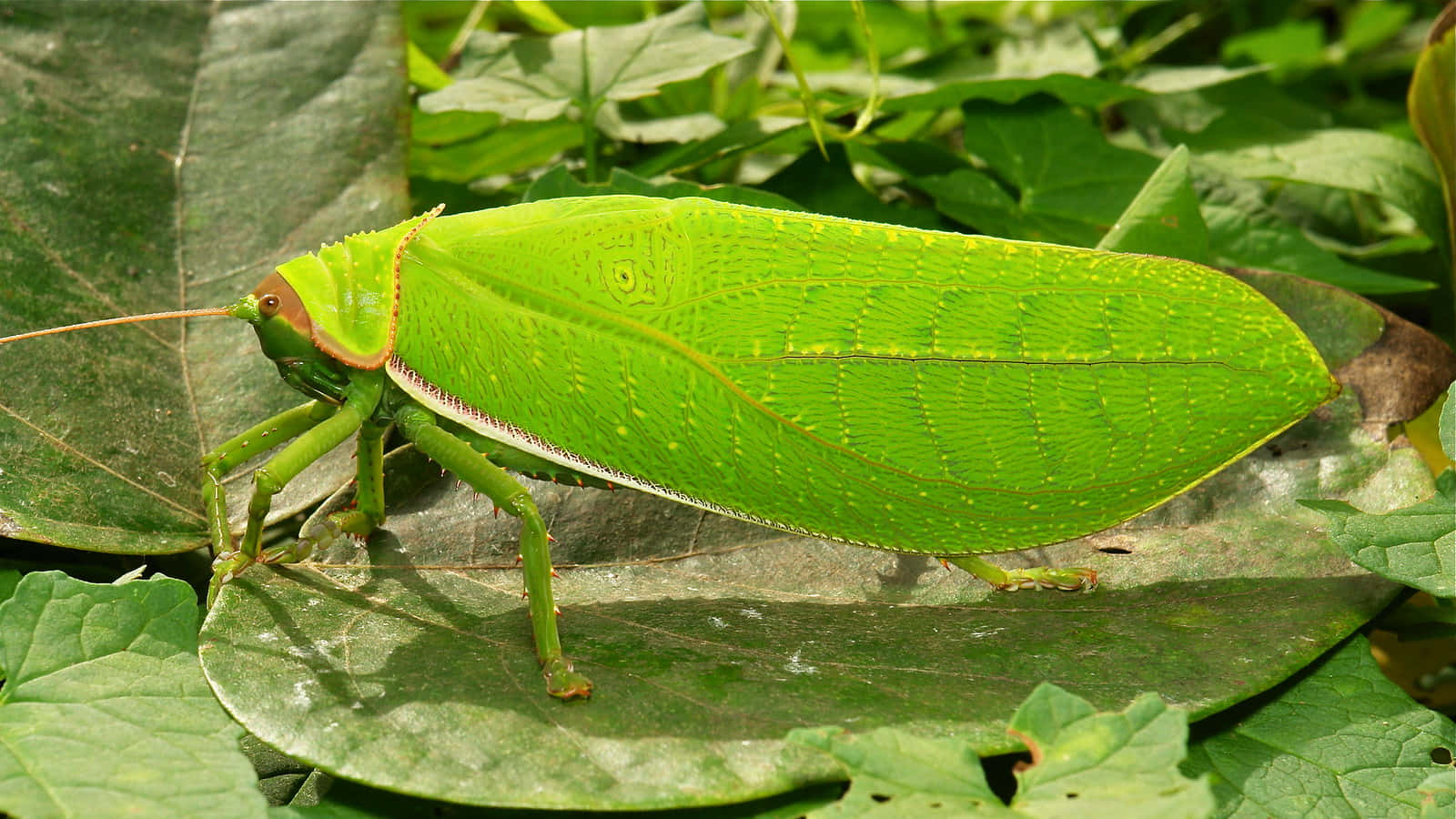 Green Katydid, leaf insect, leaf, HD Desktop Wallpaper
