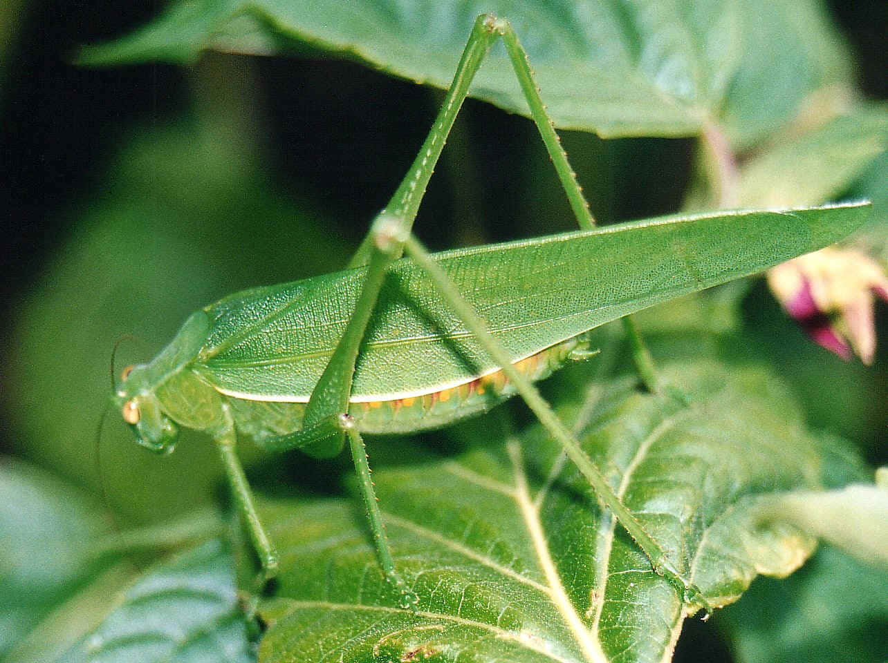 Green Katydid, leafy plant, soft blurred foliage, HD Desktop Wallpaper