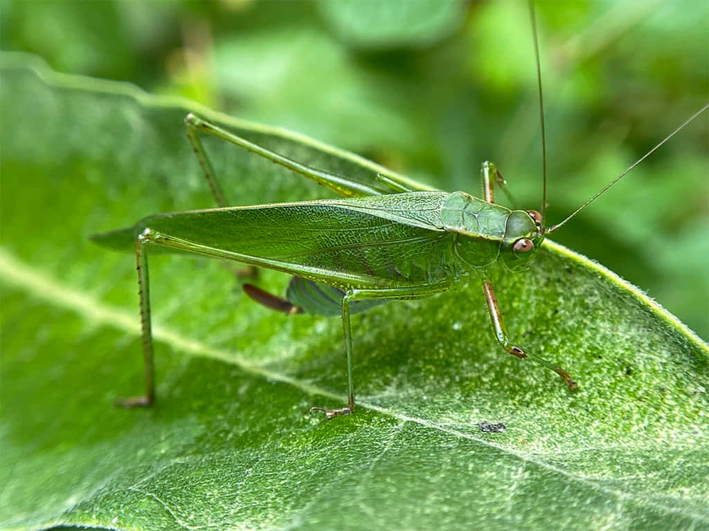 green katydid, textured leaf, blurred foliage, SD Desktop Wallpaper