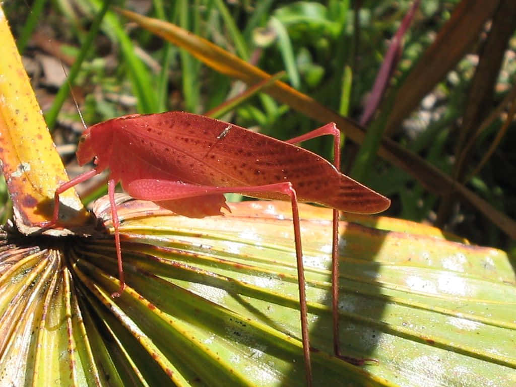red katydid, leaf, sunlit green palm frond, SD Desktop Wallpaper