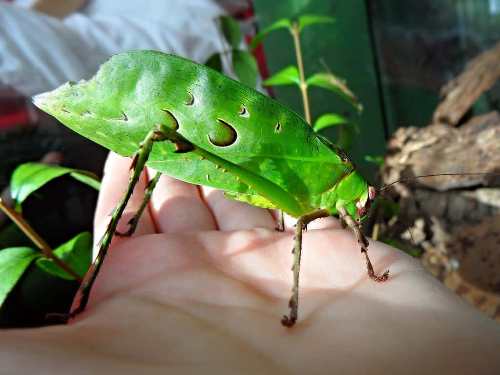 Green Katydid, leaf insect, realistic leaf-like wings, SD Desktop Wallpaper
