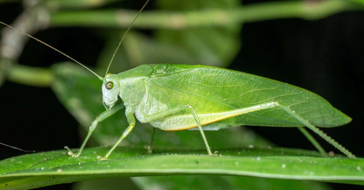green katydid, glossy leaf, blurred foliage, SD Desktop Wallpaper