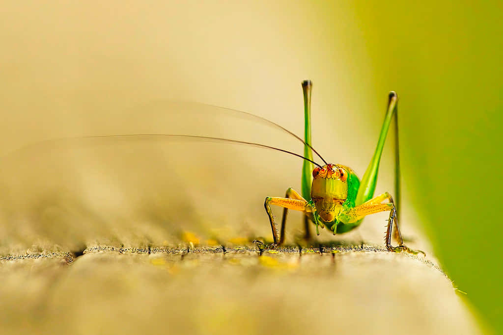 green katydid, long antennae, textured wooden surface, SD Desktop Wallpaper