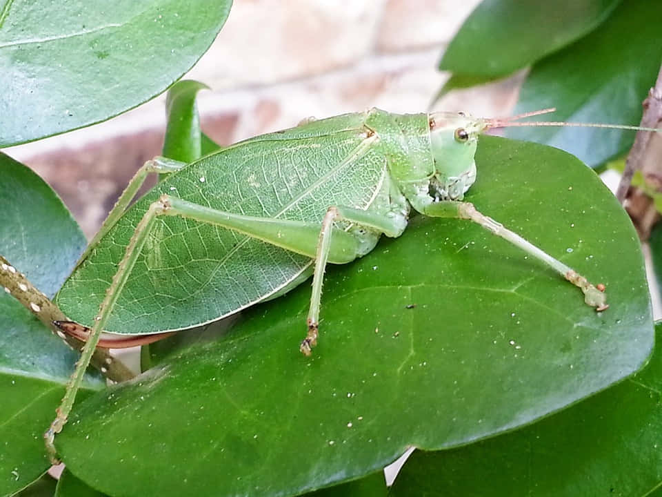 green katydid, glossy leaf, lush foliage, SD Desktop Wallpaper