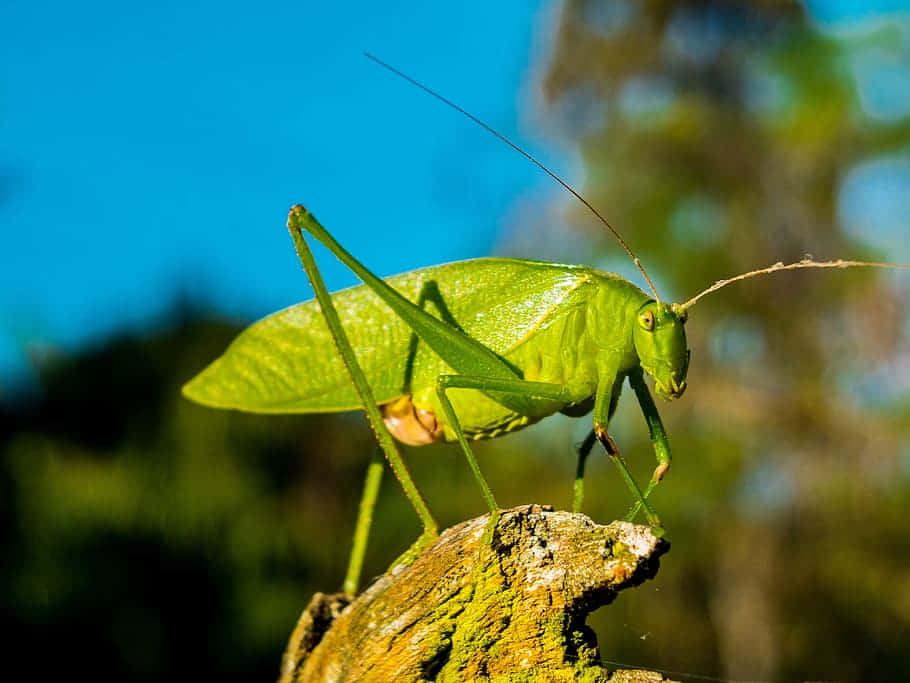 Green Katydid, branch, mossy tree stump, SD Desktop Wallpaper