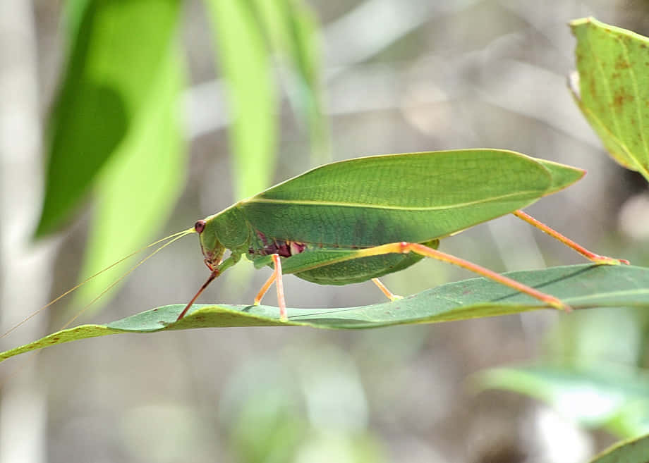 green katydid, leaf insect, orange legs, SD Desktop Wallpaper