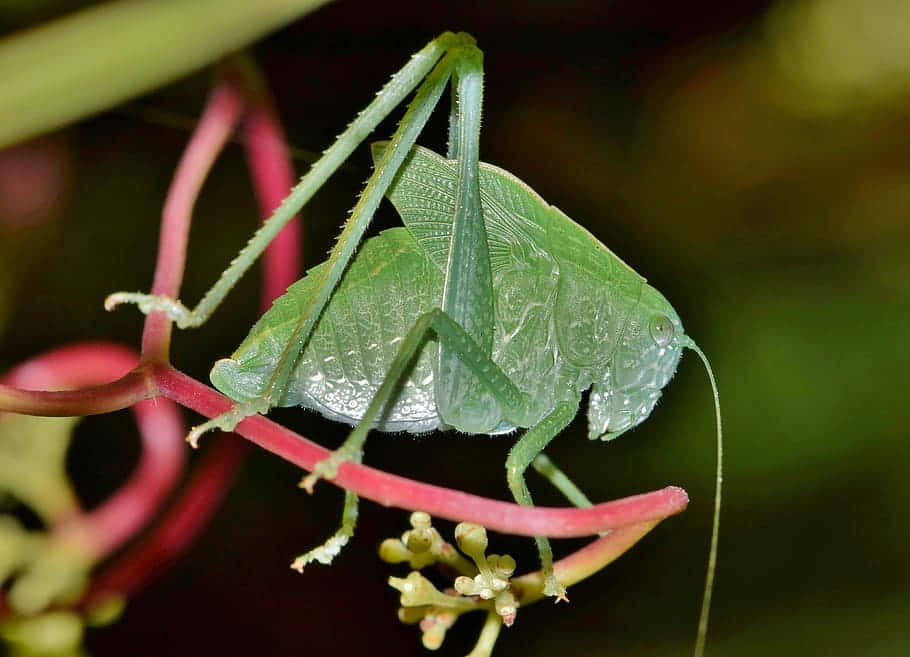Green Katydid, plant stem, twisting red vine, SD Desktop Wallpaper