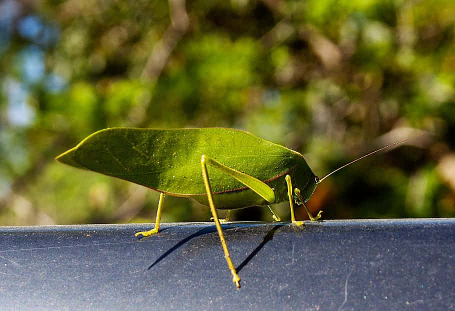 Katydid, camouflaged as leaf, vibrant green, SD Desktop Wallpaper