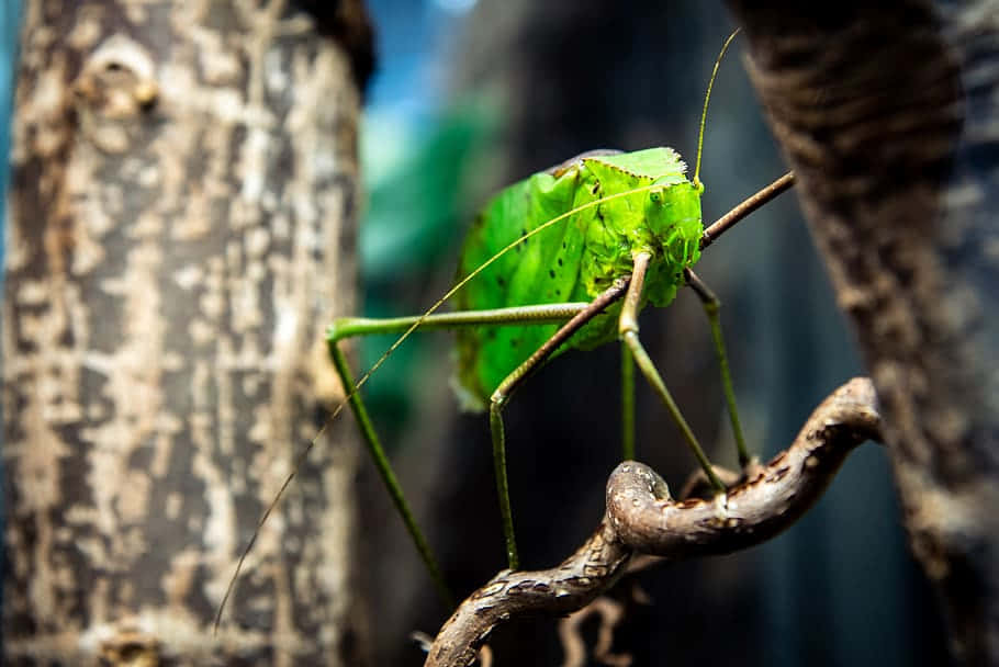 green katydid, leaf insect, textured tree branch, SD Desktop Wallpaper