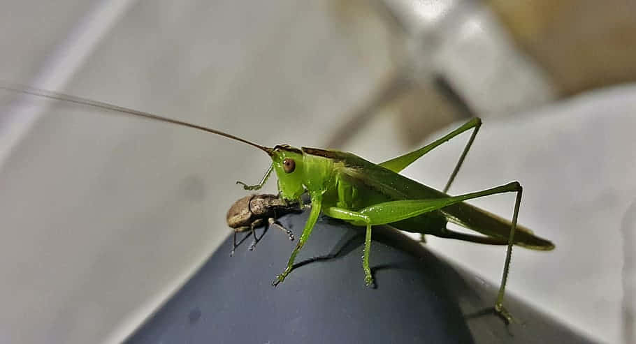 green katydid, long antennae, small brown weevil, SD Desktop Wallpaper
