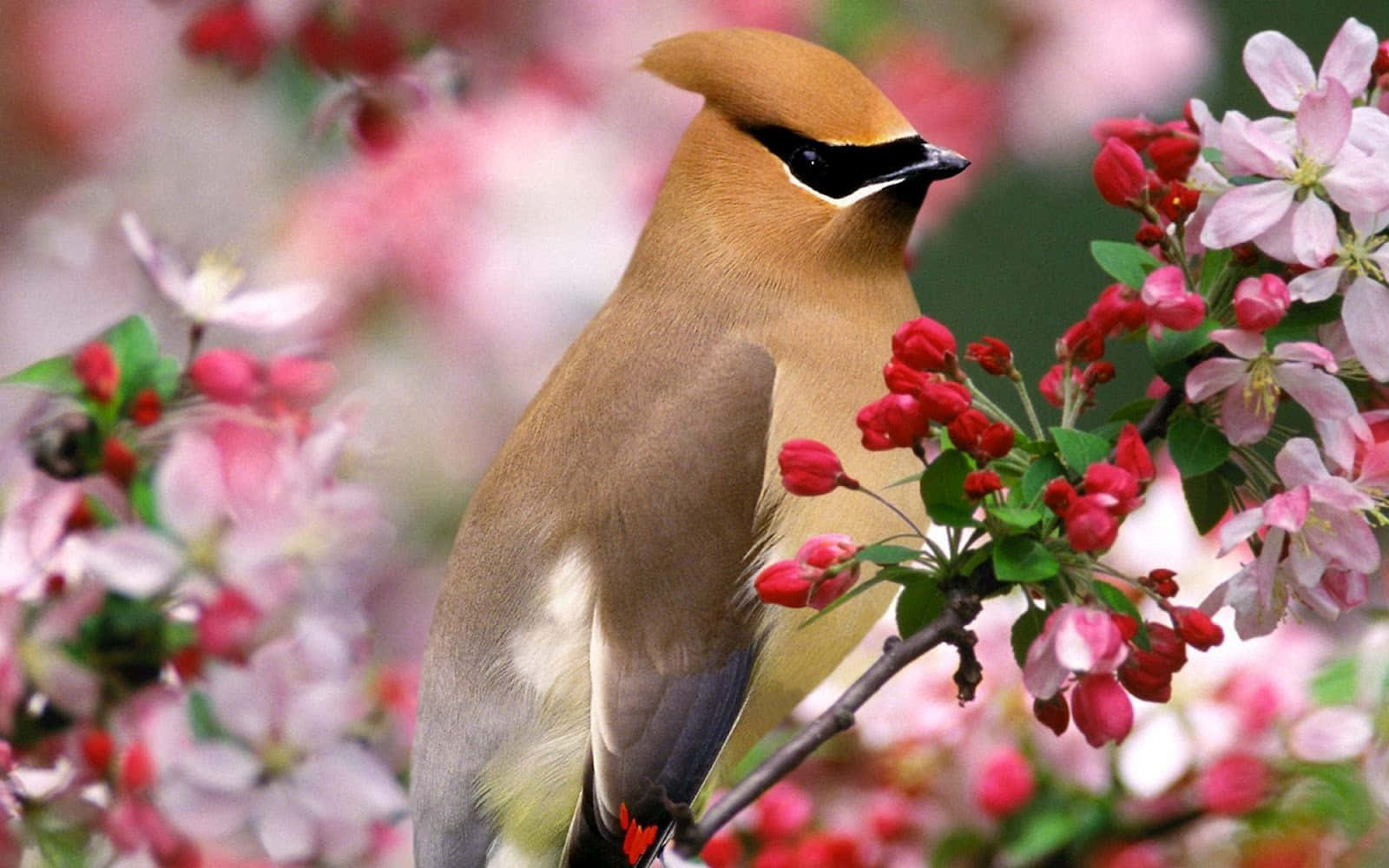 kawaii bird, cedar waxwing, branch, HD Desktop Wallpaper