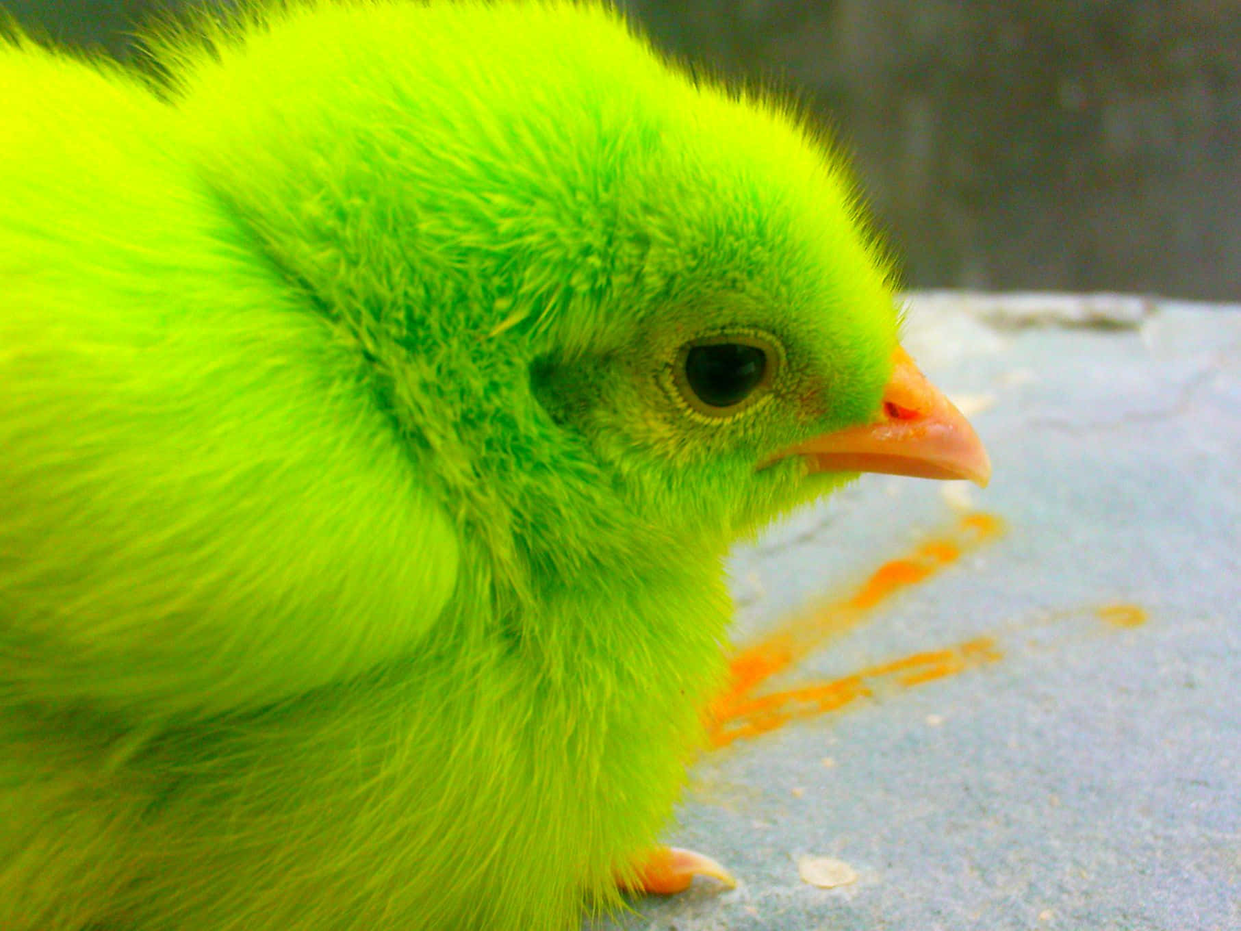kawaii bird, neon green, fluffy down feathers, HD Desktop Wallpaper