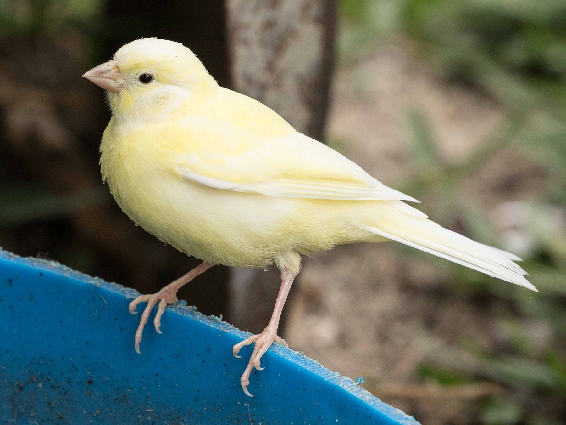 island canary bird, pale yellow, bright blue edge, HD Desktop Wallpaper