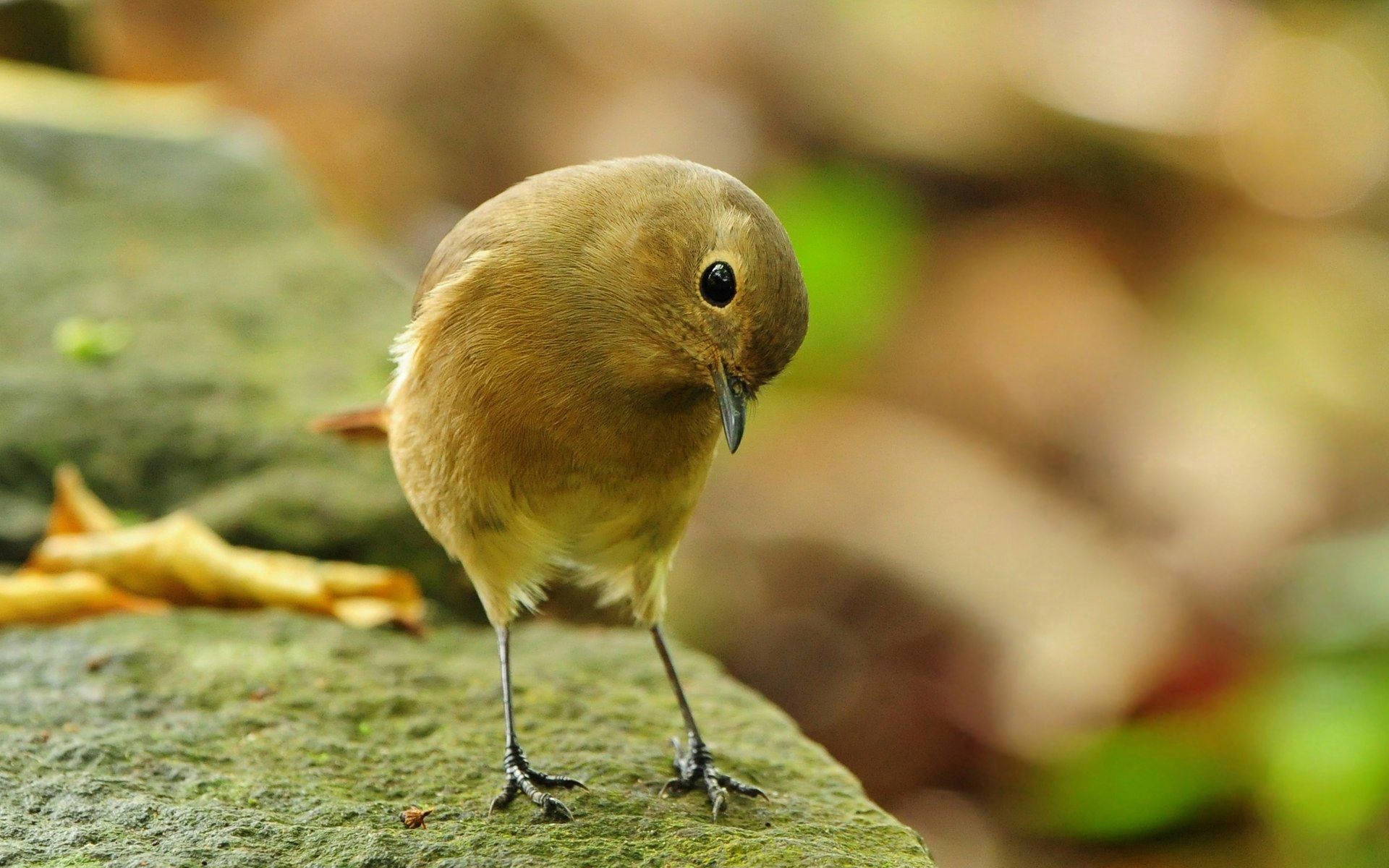 brown bird, black eye, mossy rock, Full HD Desktop Wallpaper