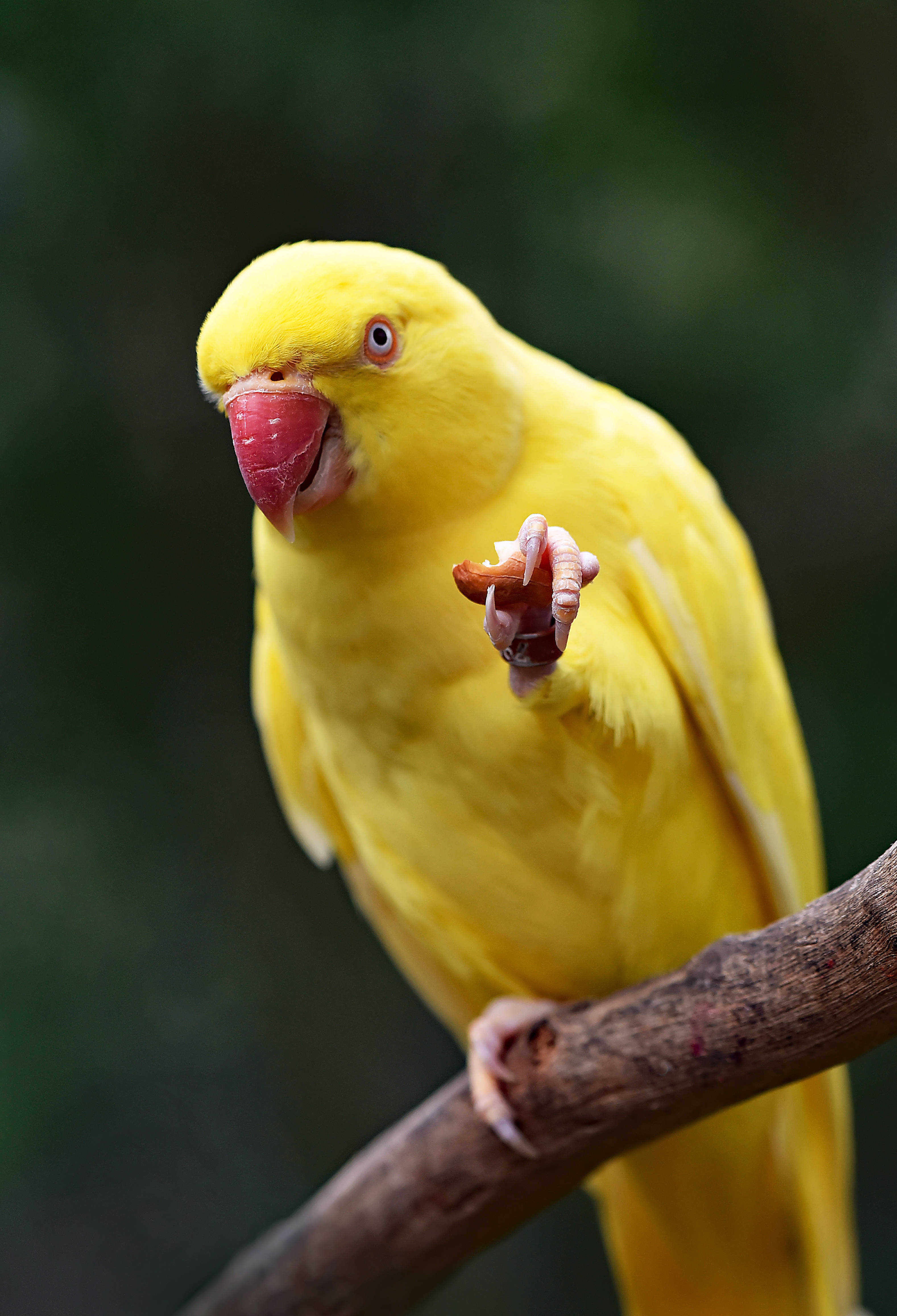 yellow parrot, vibrant yellow, branch, 4K Phone Wallpaper