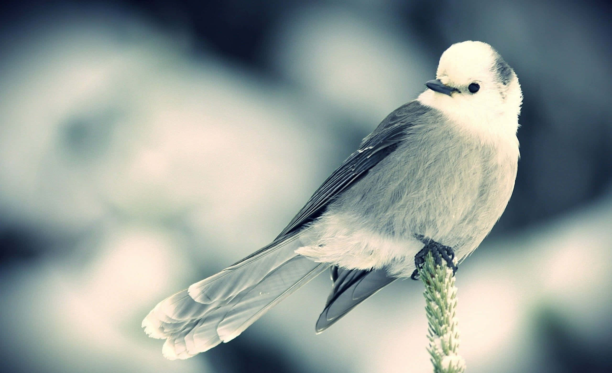 kawaii bird, white-headed bird, green stem, 2K Desktop Wallpaper