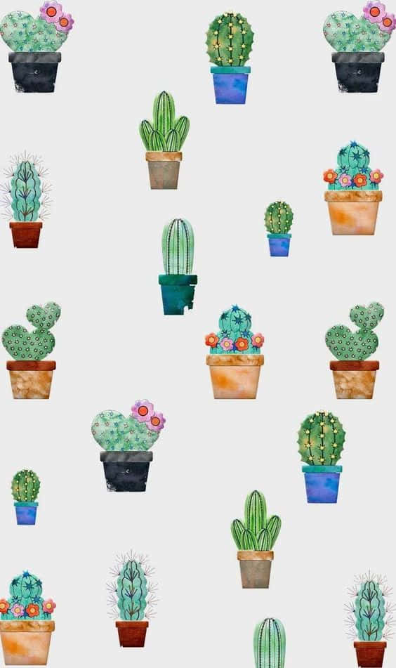 cactus, potted cacti, colorful flowers, SD Phone Wallpaper