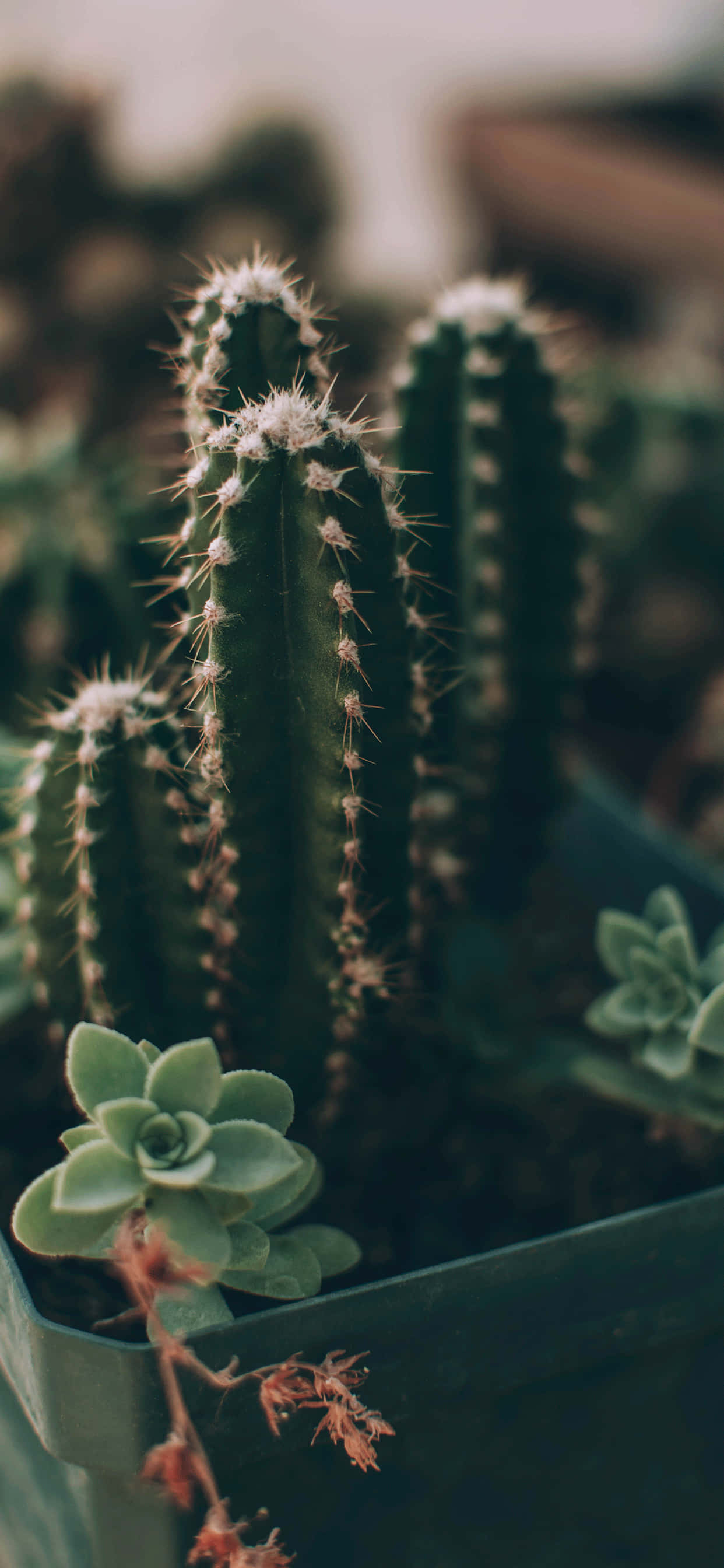 cactus, green pot, spiky green cacti, 2K Phone Wallpaper